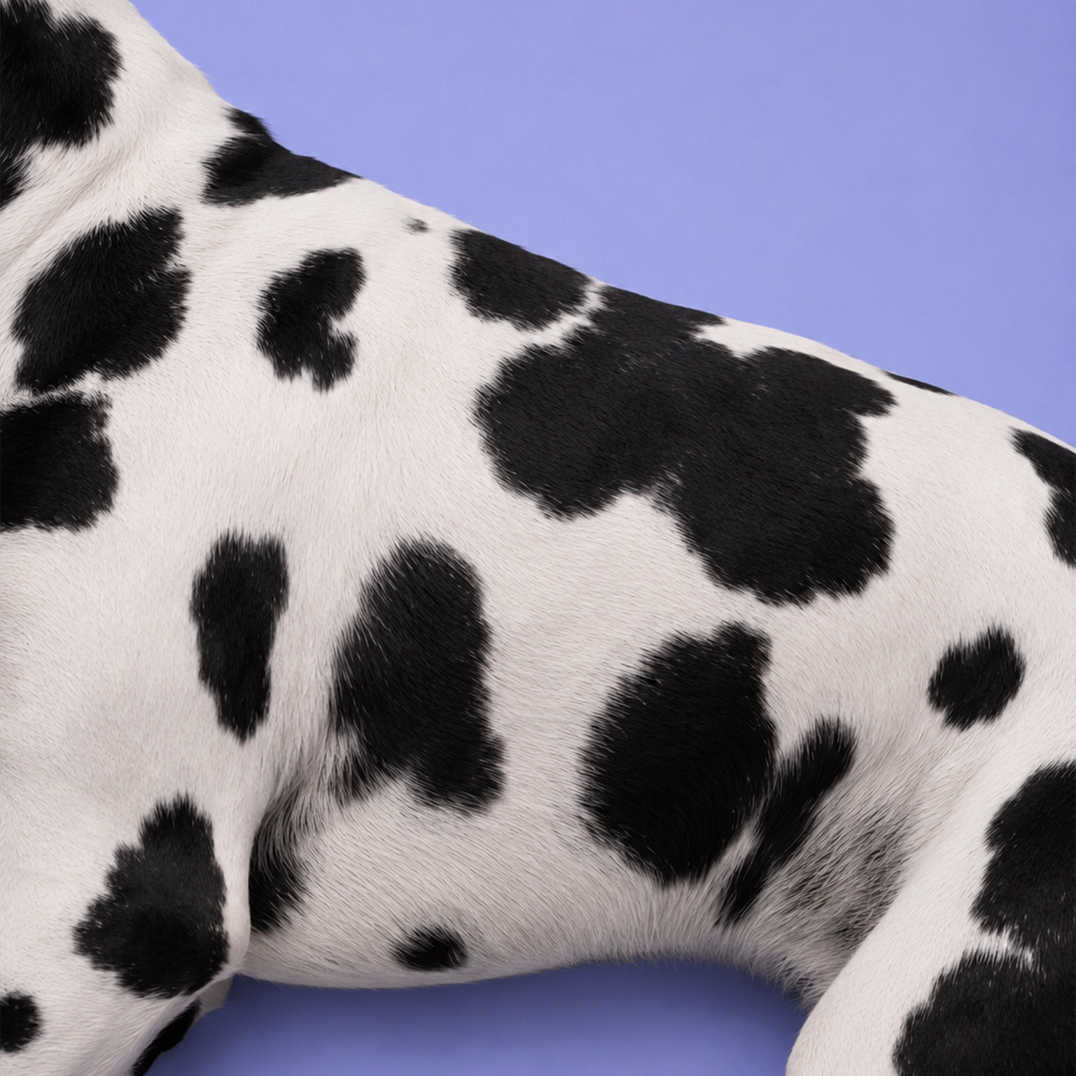 Close-up of a Dalmatian dog's white fur with irregular black spots against a purple background.
