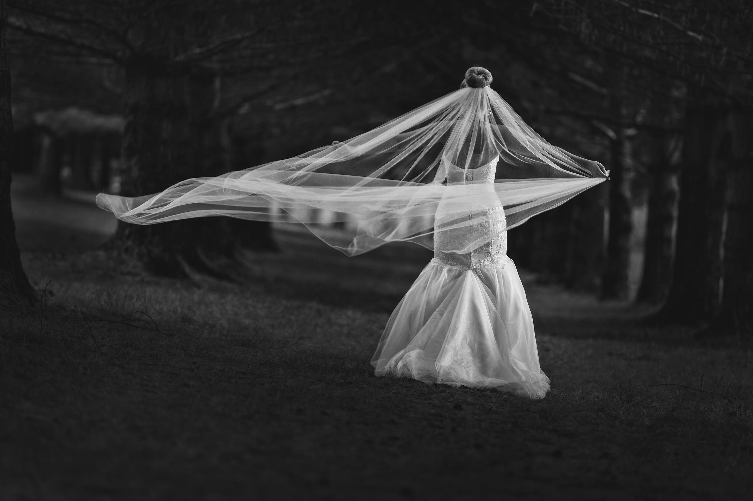Bride's veil caught in the wind among the pines at Digby Pines Resort, black and white wedding photo