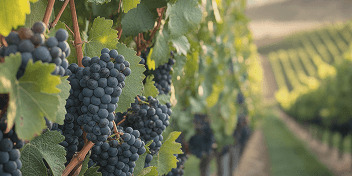Clusters of ripe dark purple grapes hanging on vines in a vineyard.