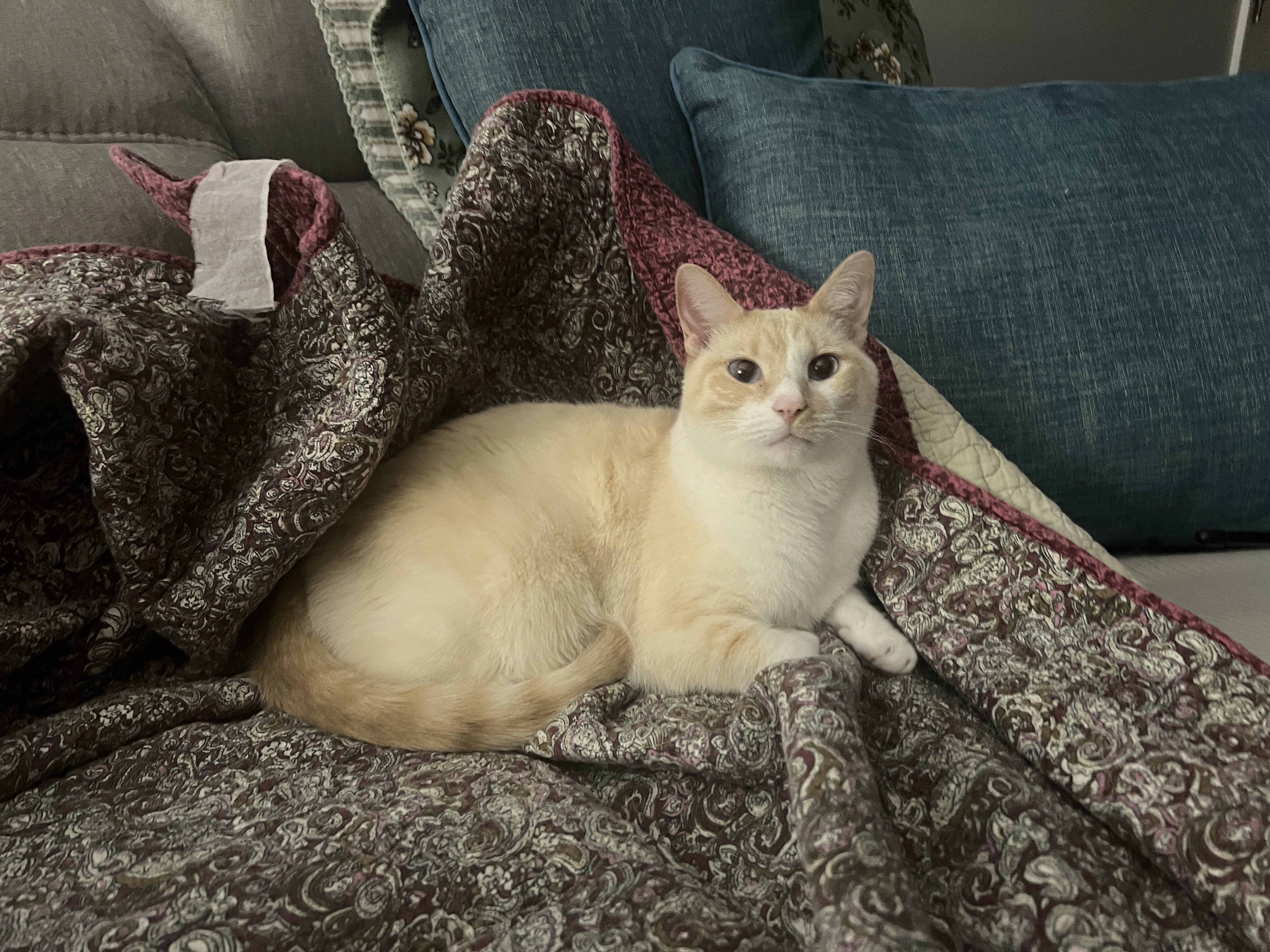 Coconut, a flame point Siamese cat