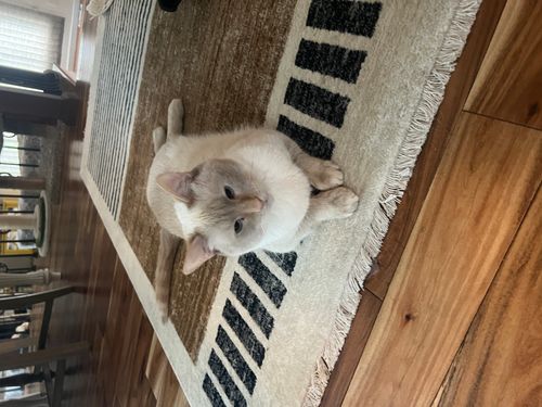 Khloe, a flame point Siamese cat