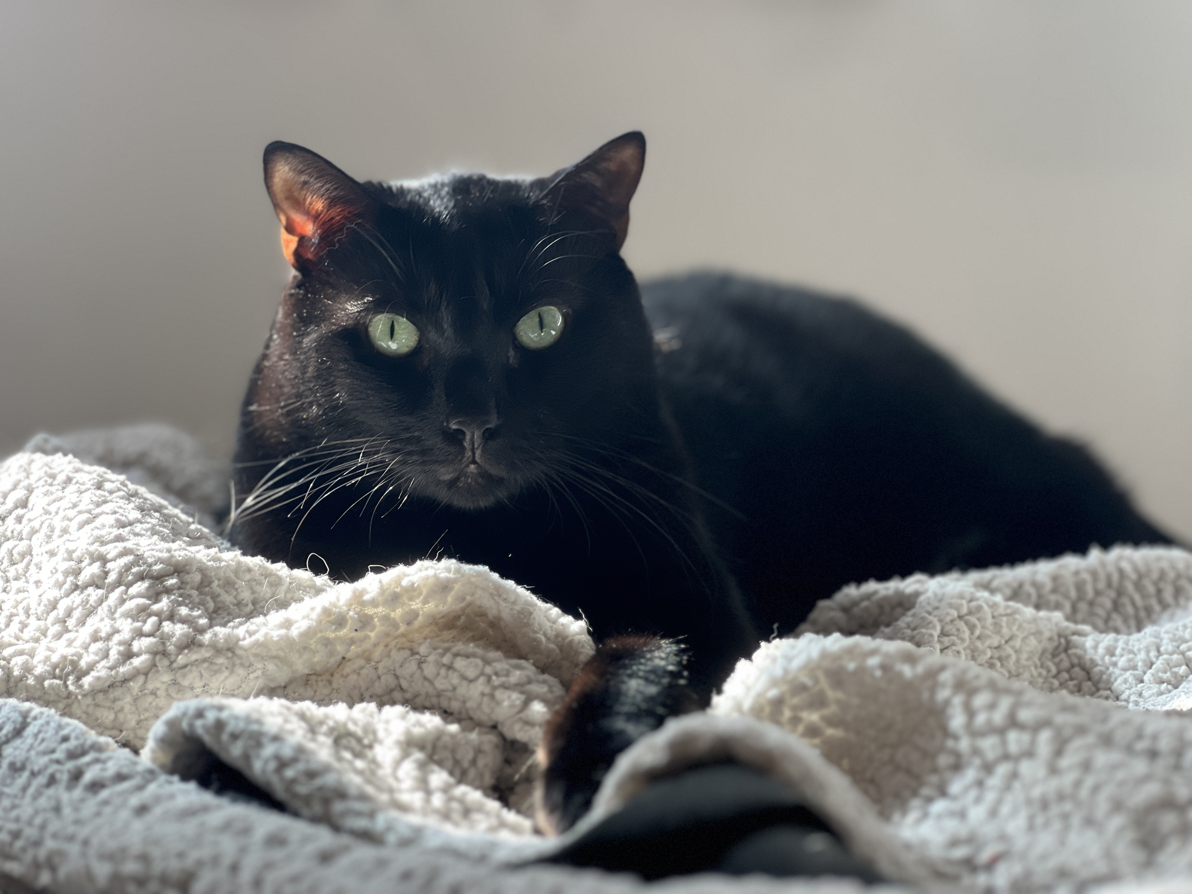 Billy, an American Shorthair and Bombay mix