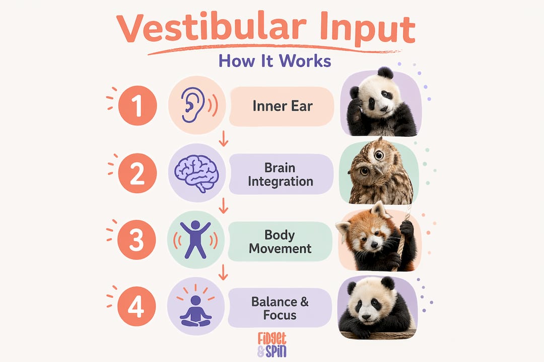 Vertical flow steps showing vestibular input process