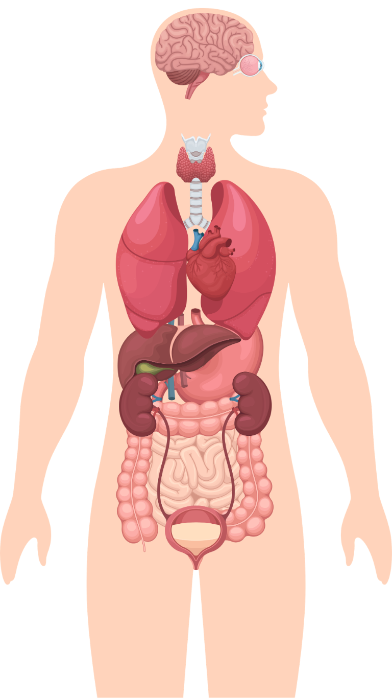 Illustration of major human organ systems