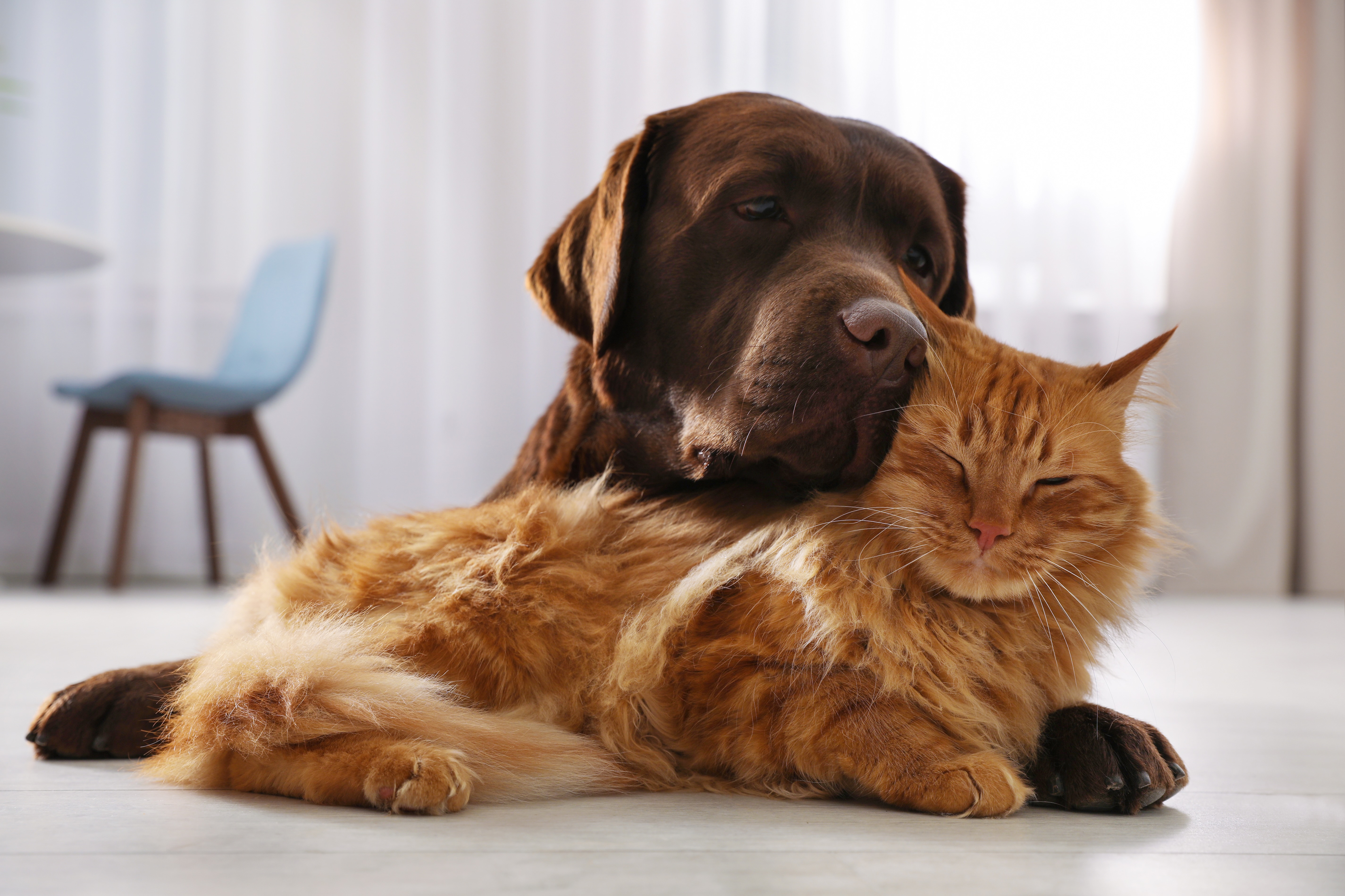 Dog and cat stock image