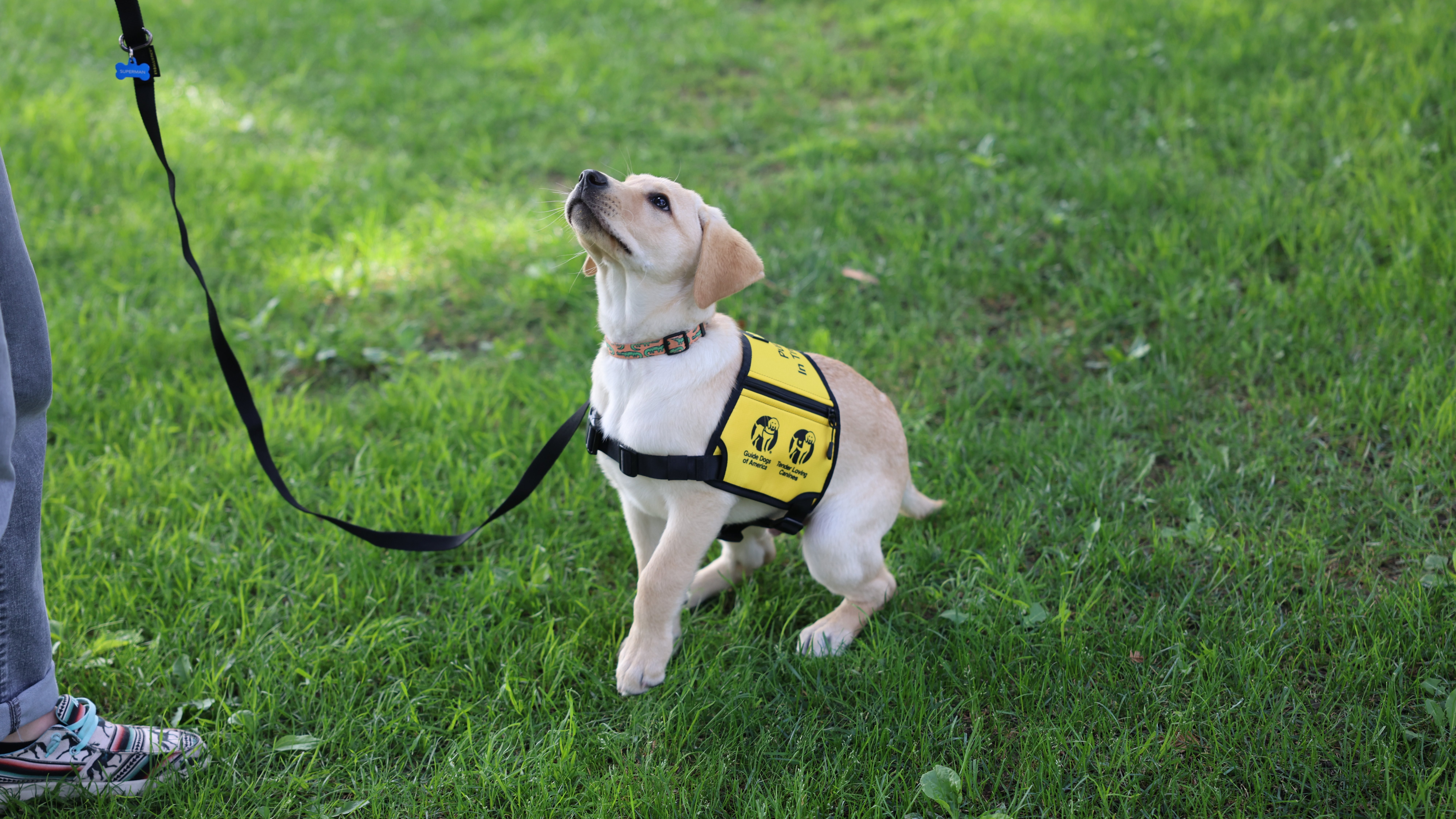 GDA | TLC puppy in training vest on grass