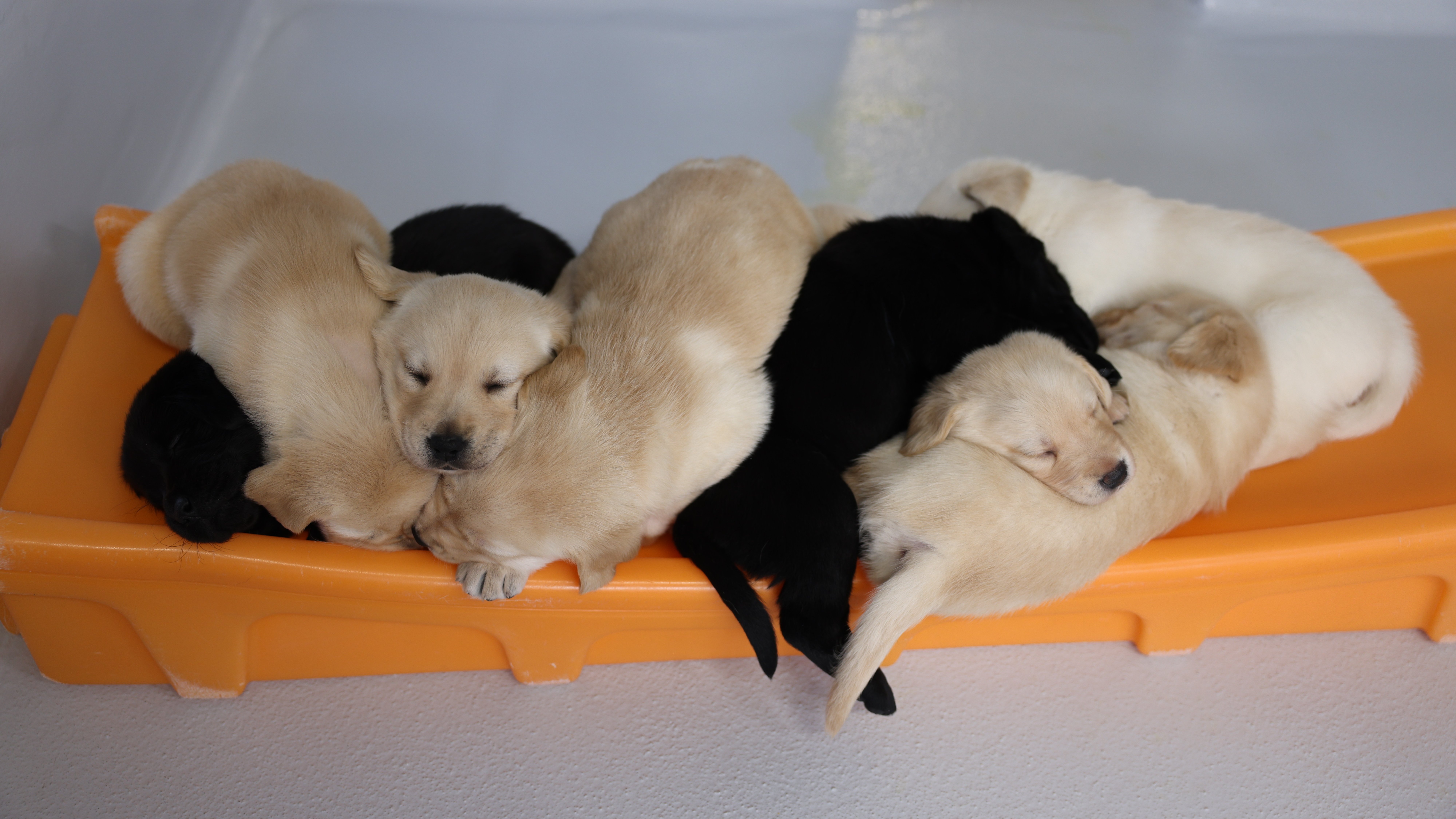 GDA | TLC newborn puppies resting together