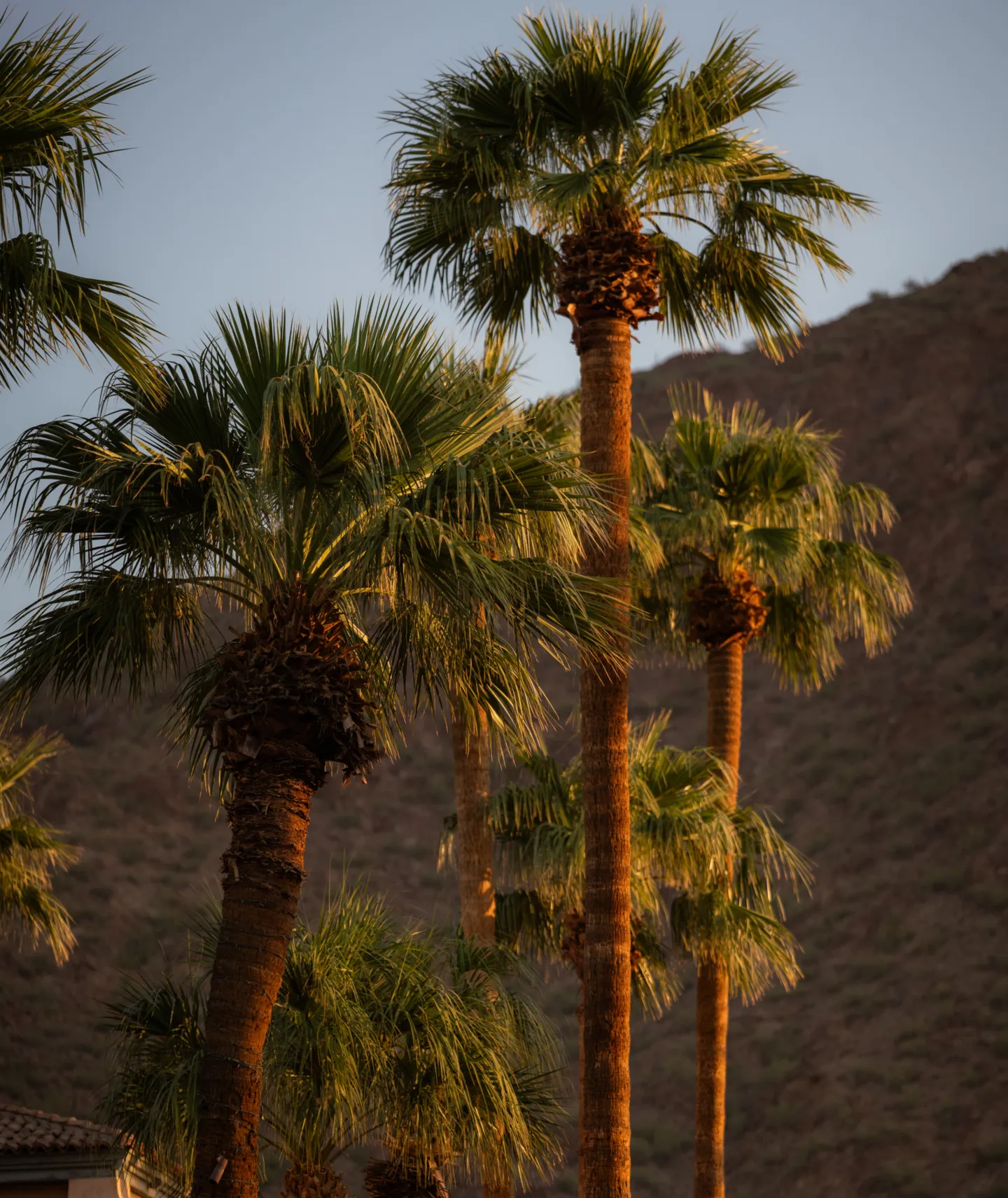 Tall palm trees with green fronds against mountain backdrop in warm late afternoon light.