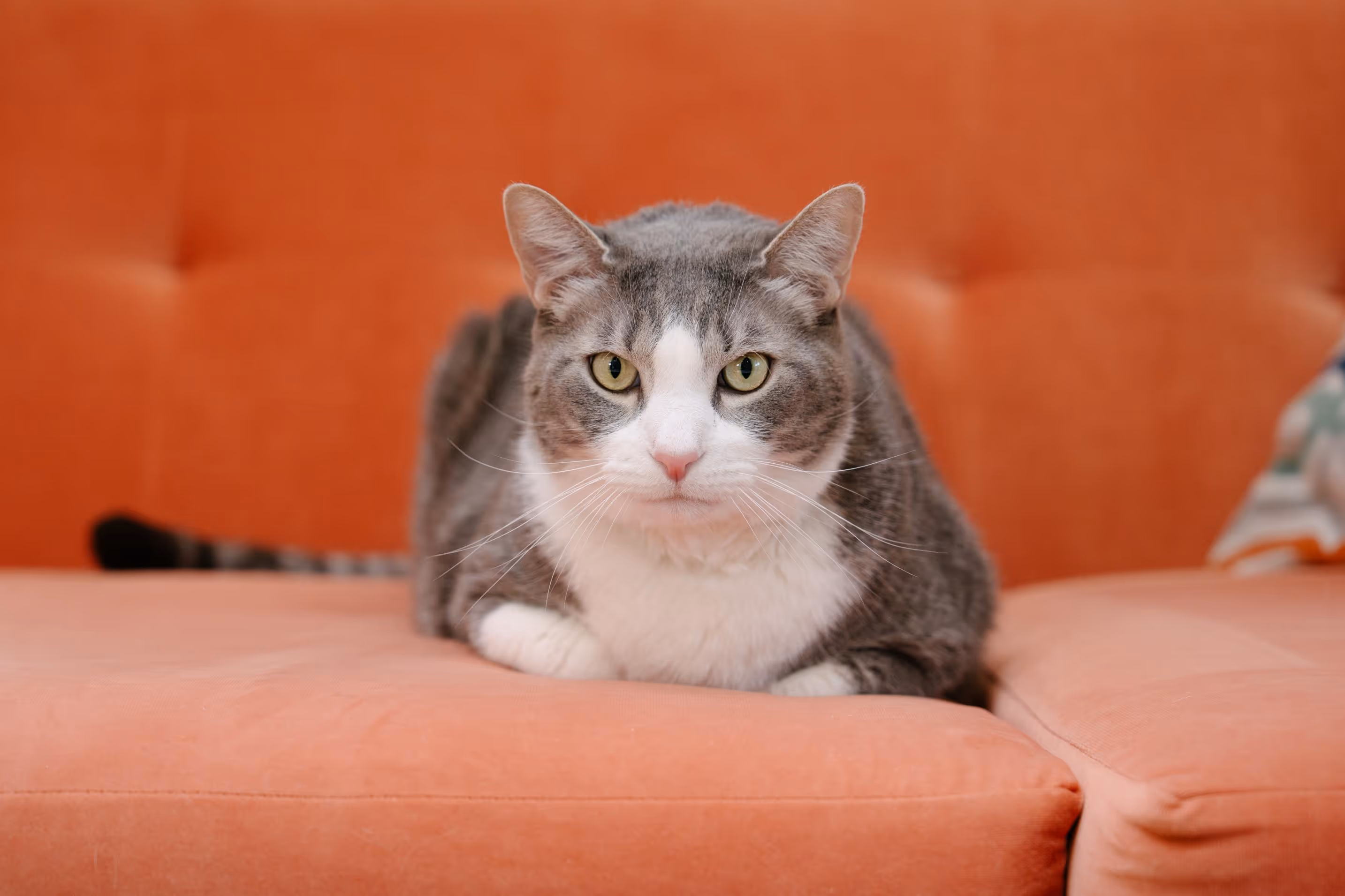 A grey and white cat sitting upright on a coral sofa against an orange wall.