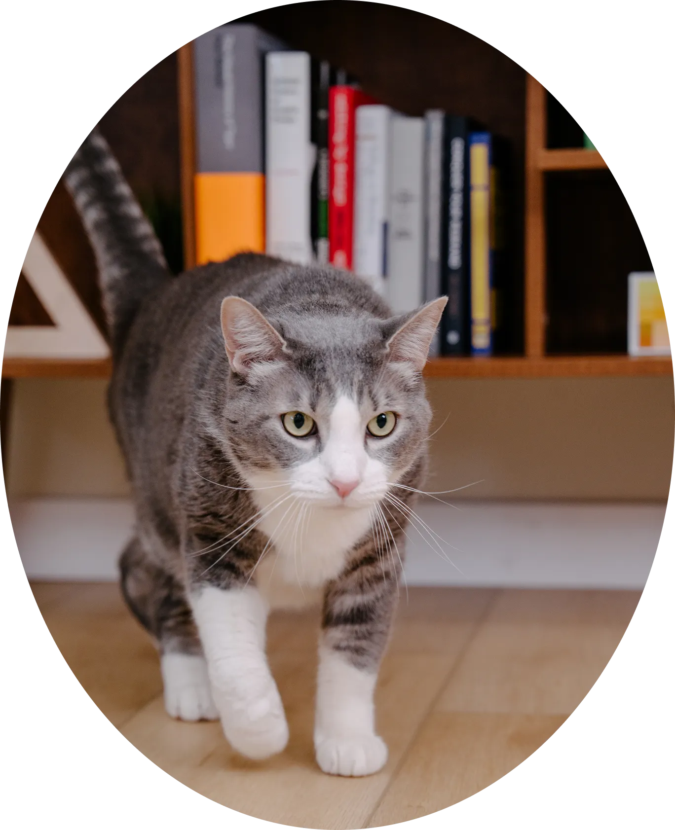 An oval-cropped photograph of a grey and white cat walking across a wooden floor in front of a bookshelf.