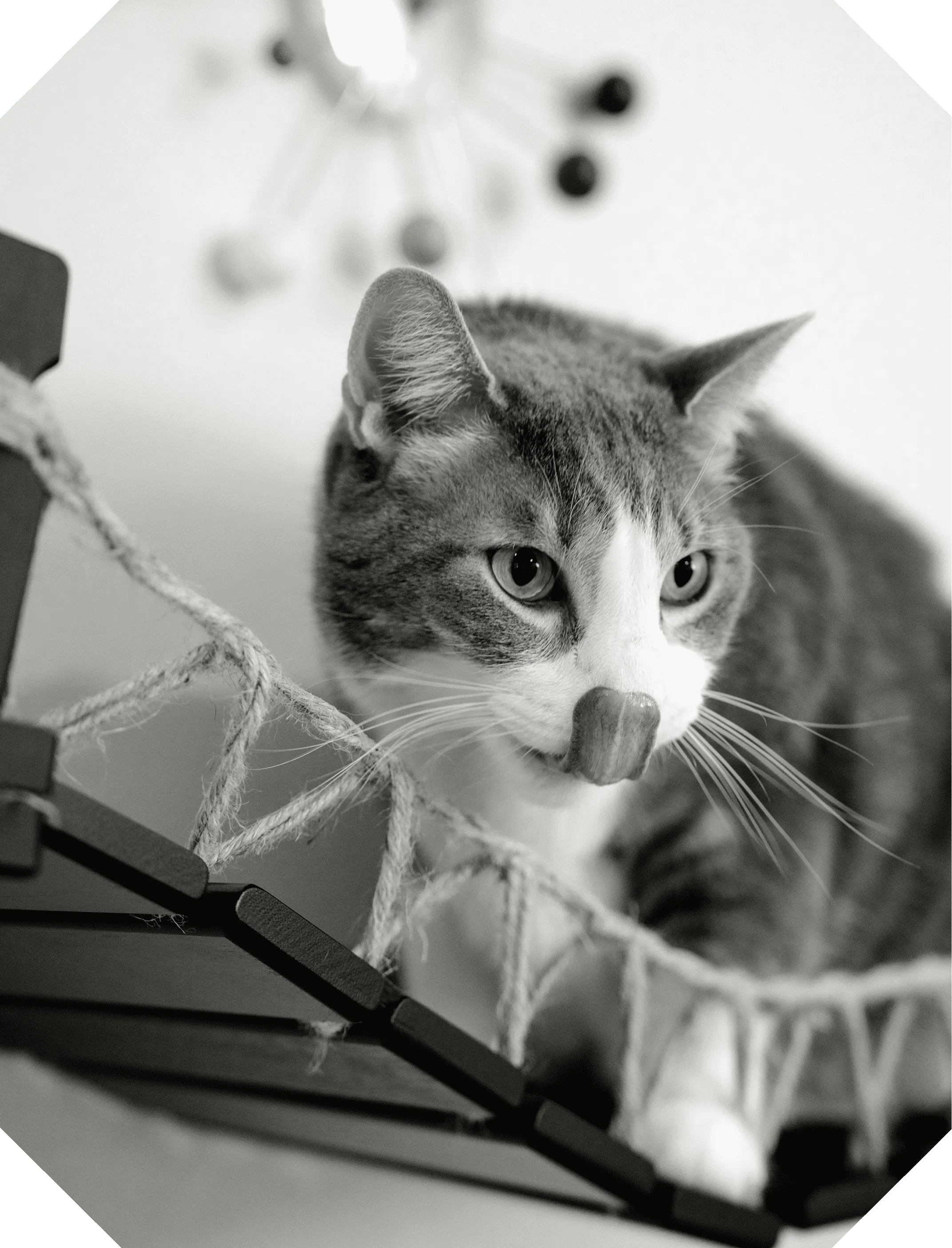 A black and white photograph of a grey and white cat standing on a wall-mounted mesh shelf, peering downwards.
