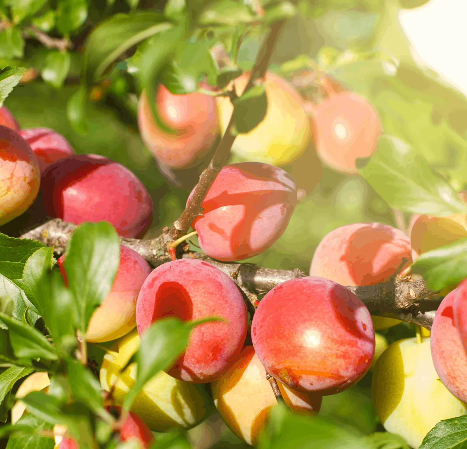 Ripe fruit growing on a sunlit tree branch.