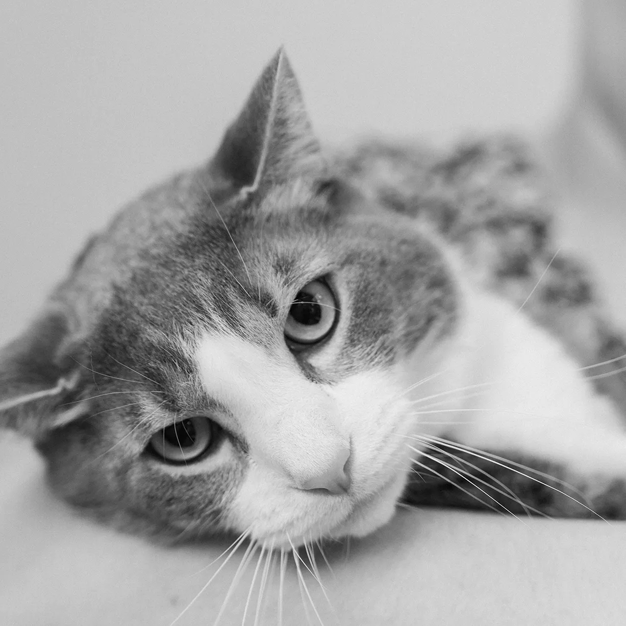 A black and white close-up portrait of a grey and white cat resting its head, looking towards the camera.