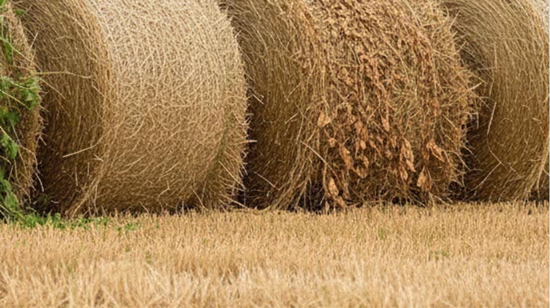 Large round hay bales stacked in a field with dry grass in foreground.