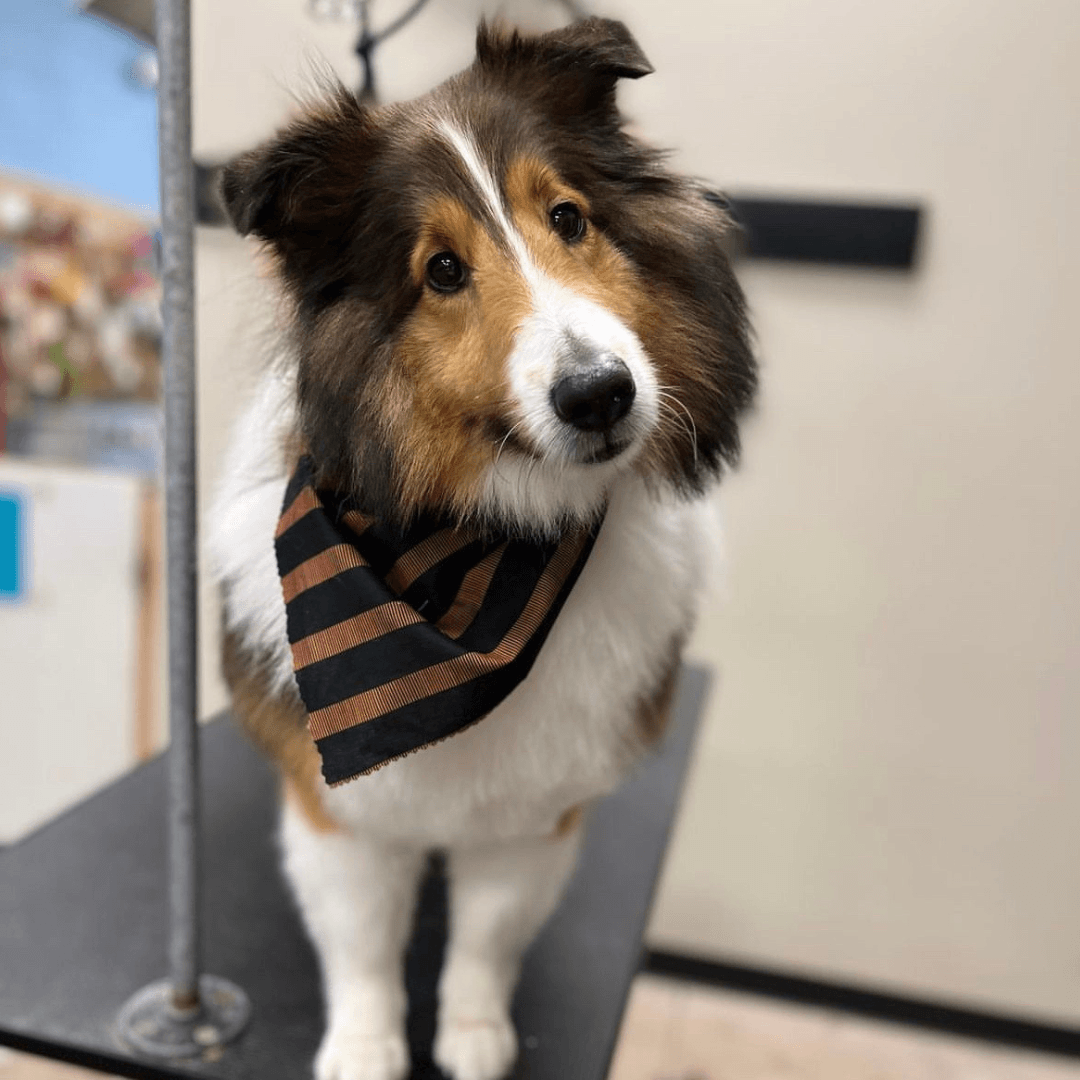 Sheltie dog with a black and brown striped bandana looking at the camera indoors.