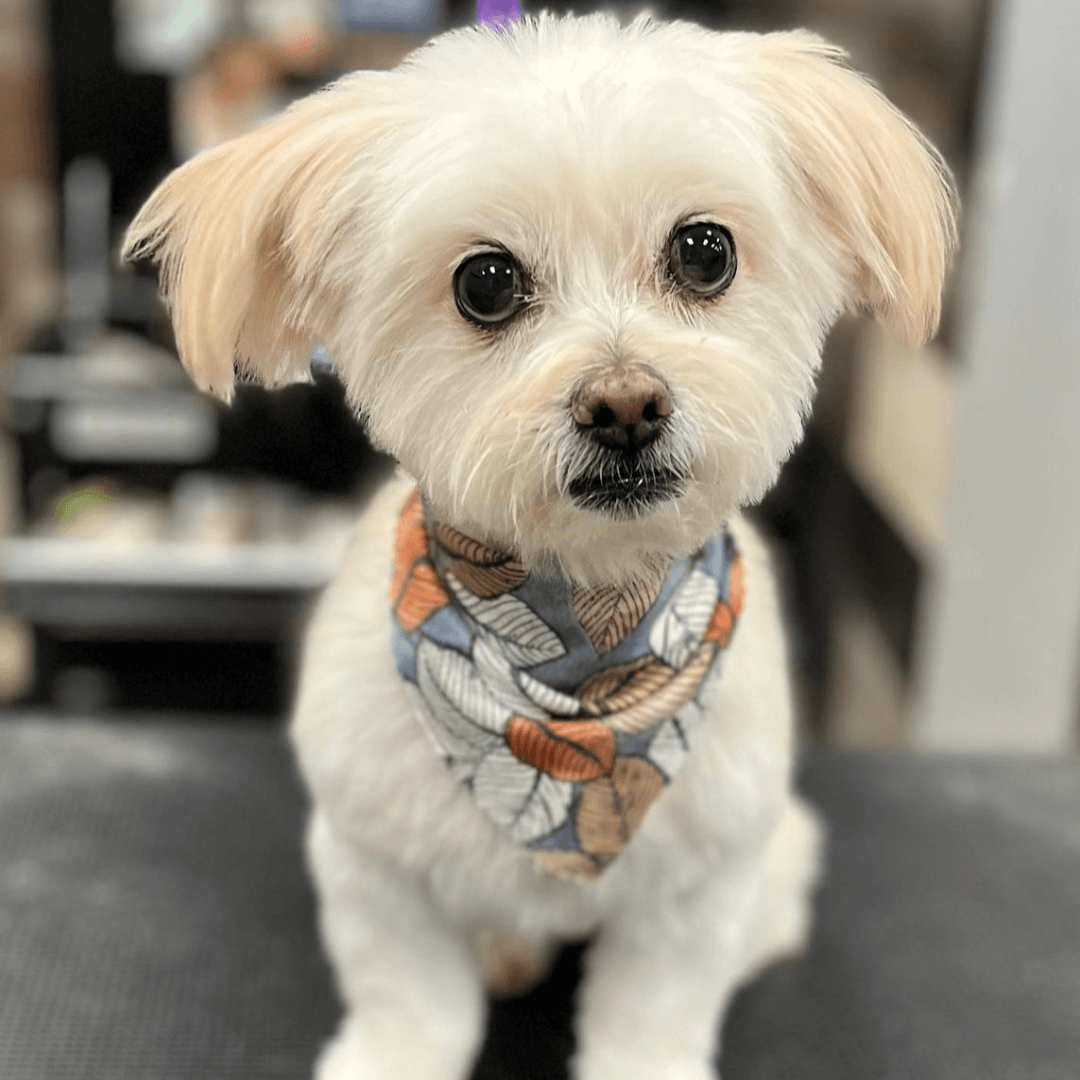 Small white dog with large dark eyes wearing a colorful leaf-patterned bandana.