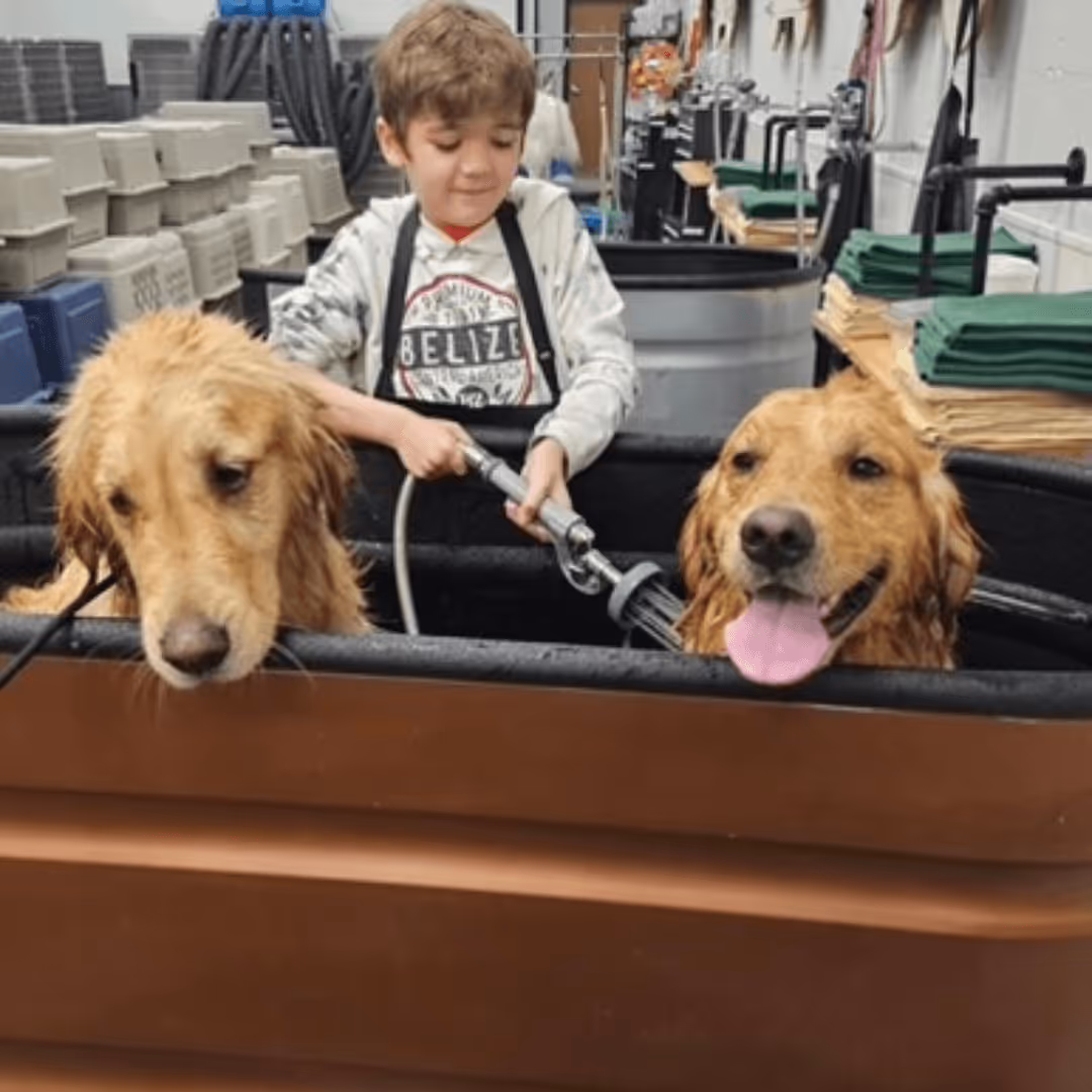Boy washing two golden retrievers in a grooming station, one dog looks relaxed and the other panting.