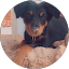 Small black and brown puppy lying on the ground with a textured floor background.