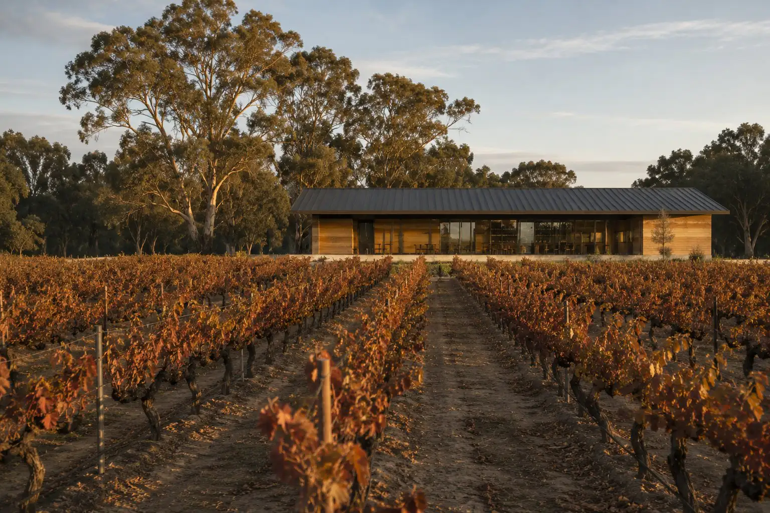 Vineyard rows with autumn leaves leading to a modern wooden building at sunset.