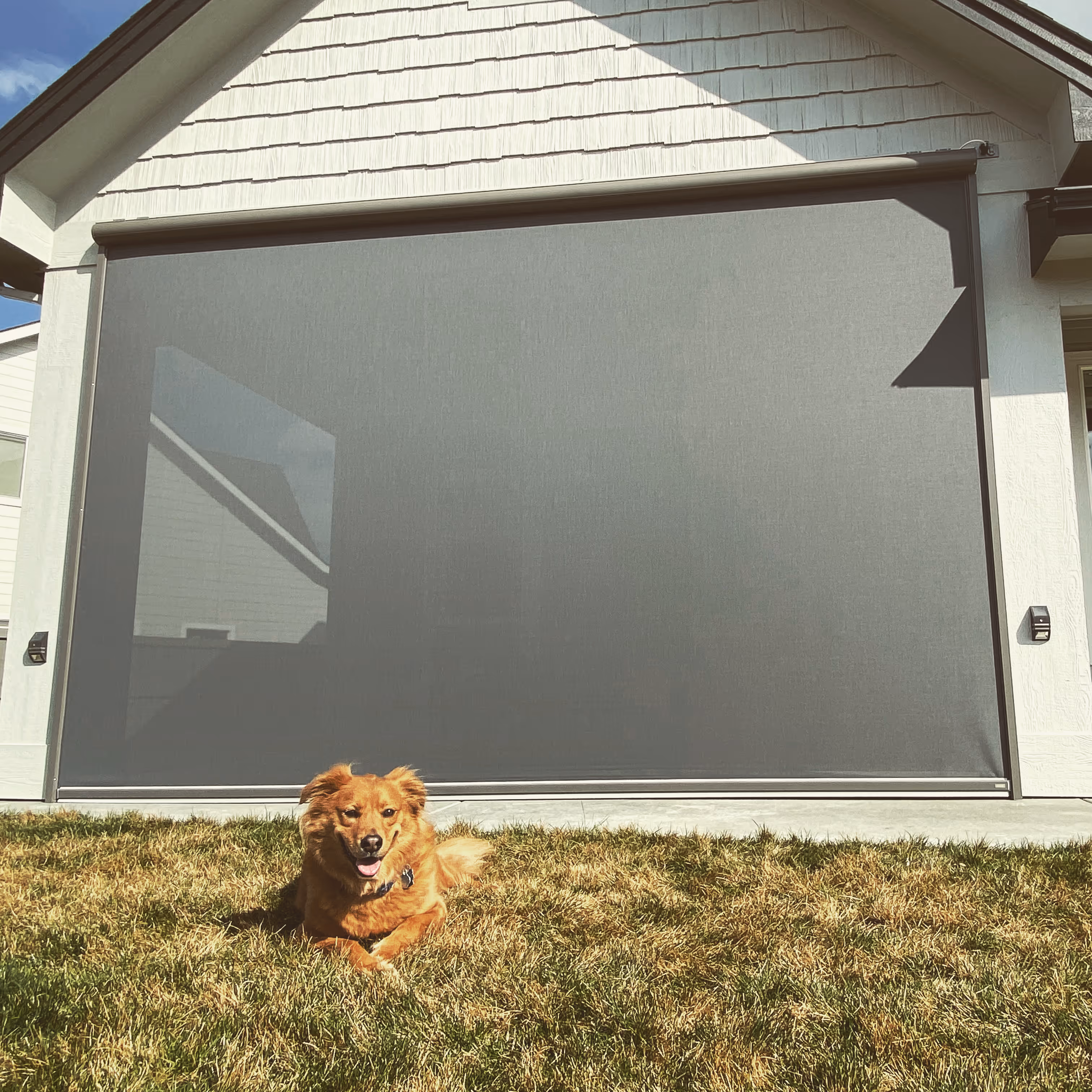 Golden brown dog lying on grass in front of a house with a large gray patio enclosure screen.