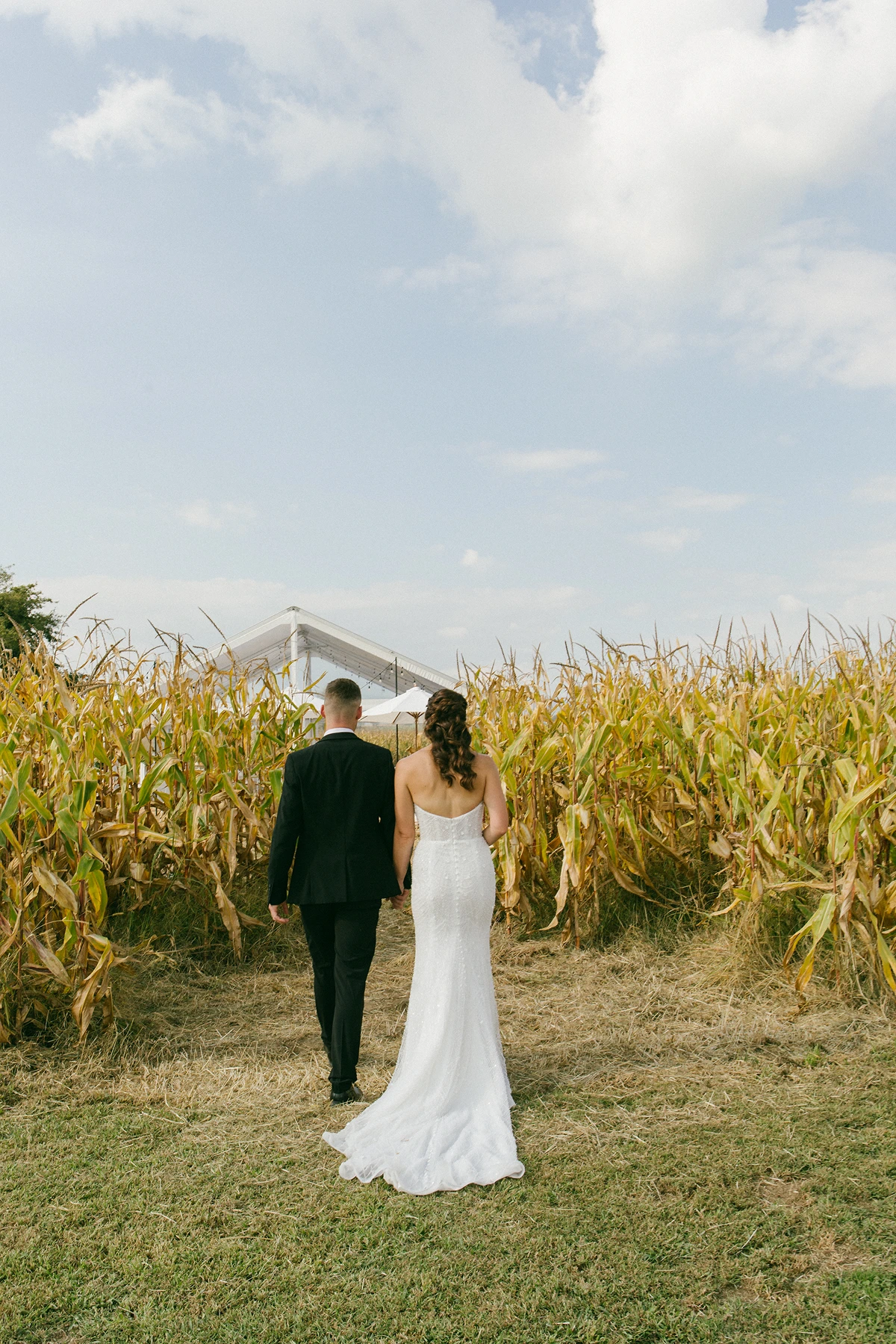Bride in white gown and groom in black suit holding hands walking through a cornfield path.