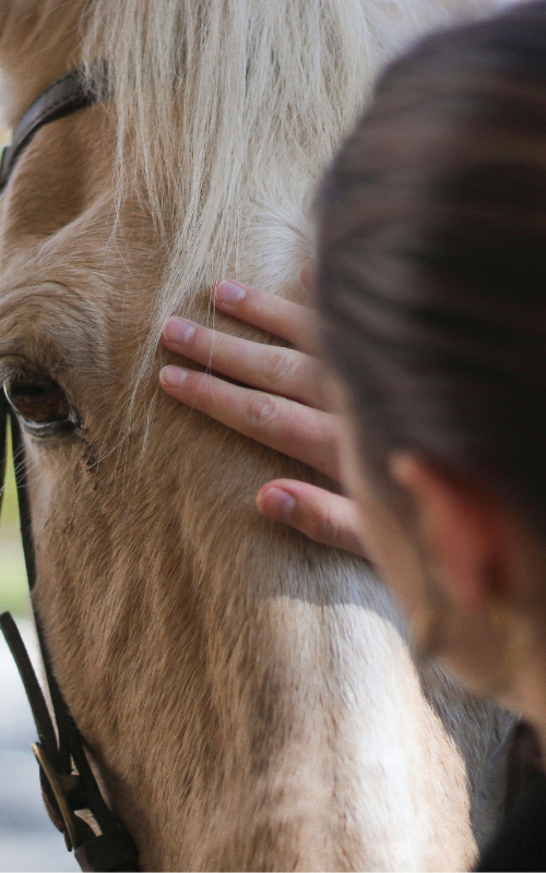 Person gently touching the face of a light brown horse with long blonde mane.