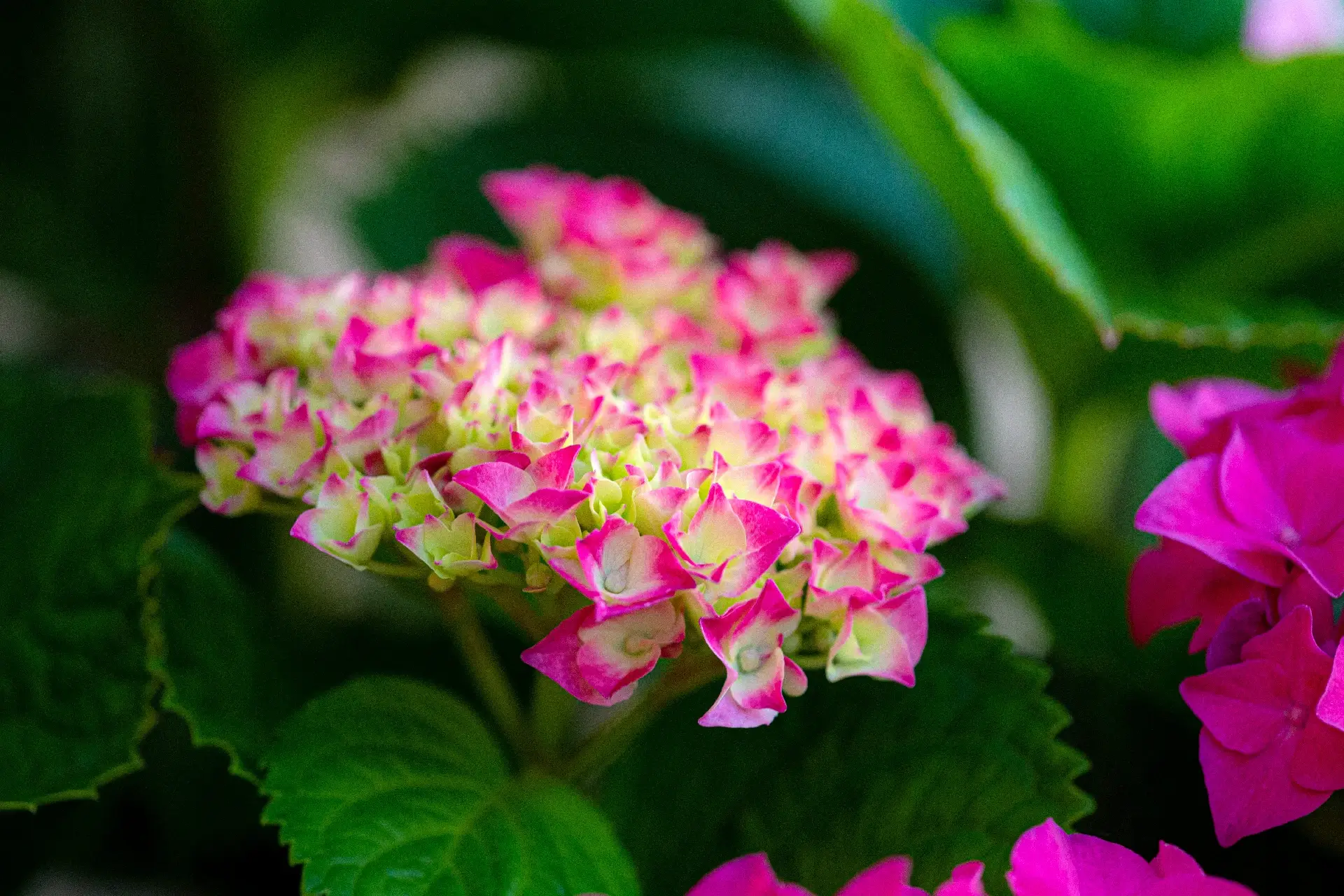 Hydrangea