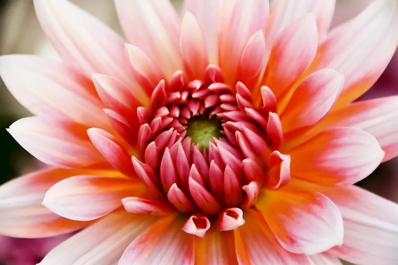 beautiful Dahlia Blossom