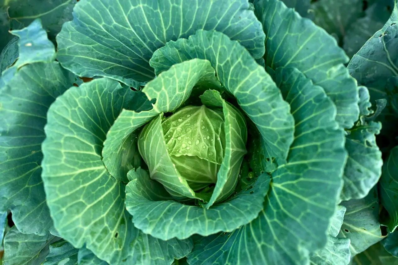 Green flower