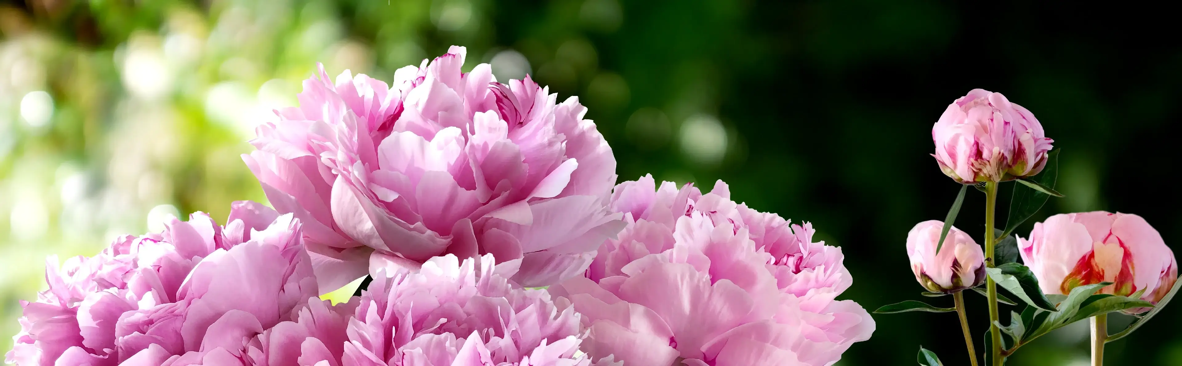 Bouquet of Pink Pionies closeup on a blurred green background