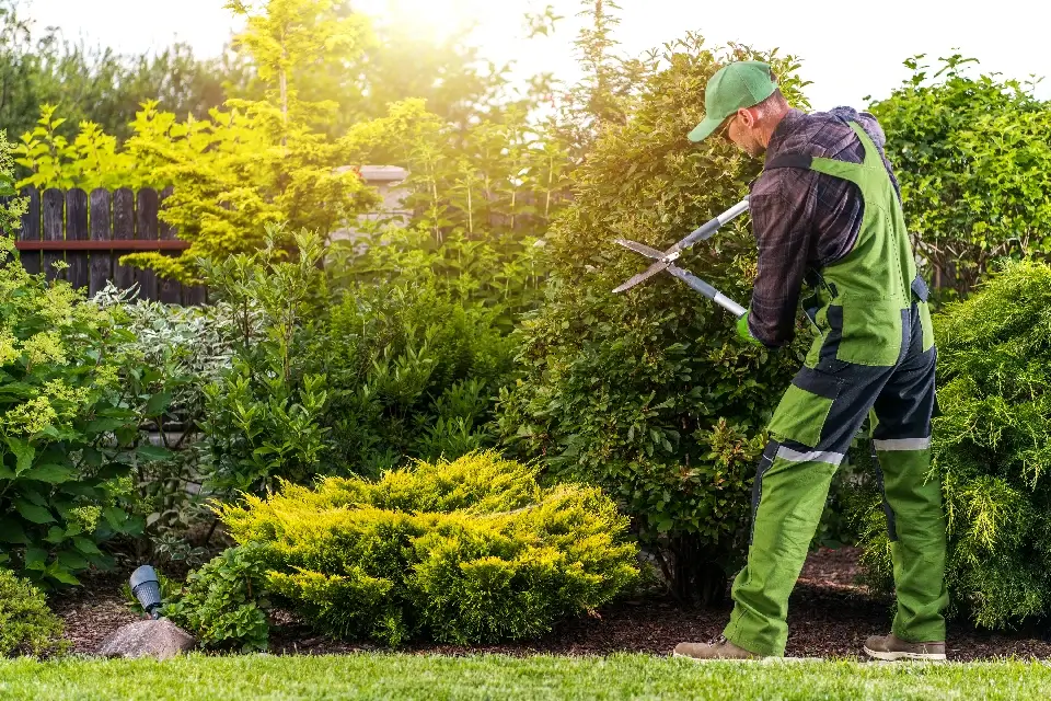 A gardener in green attire is skillfully pruning bushes in a vibrant backyard. The sun illuminates the garden, highlighting the rich greenery around.