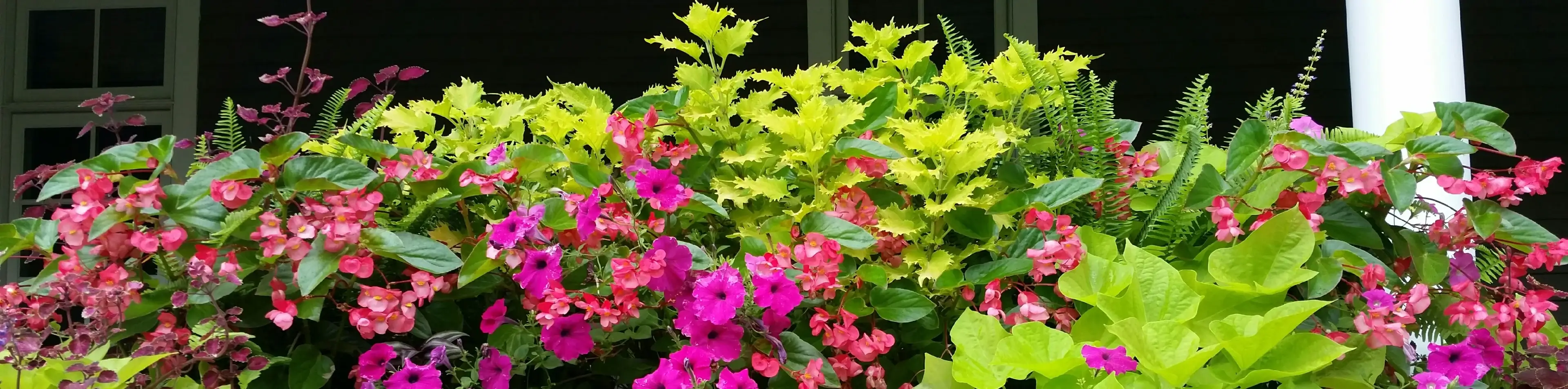 Pink flowers