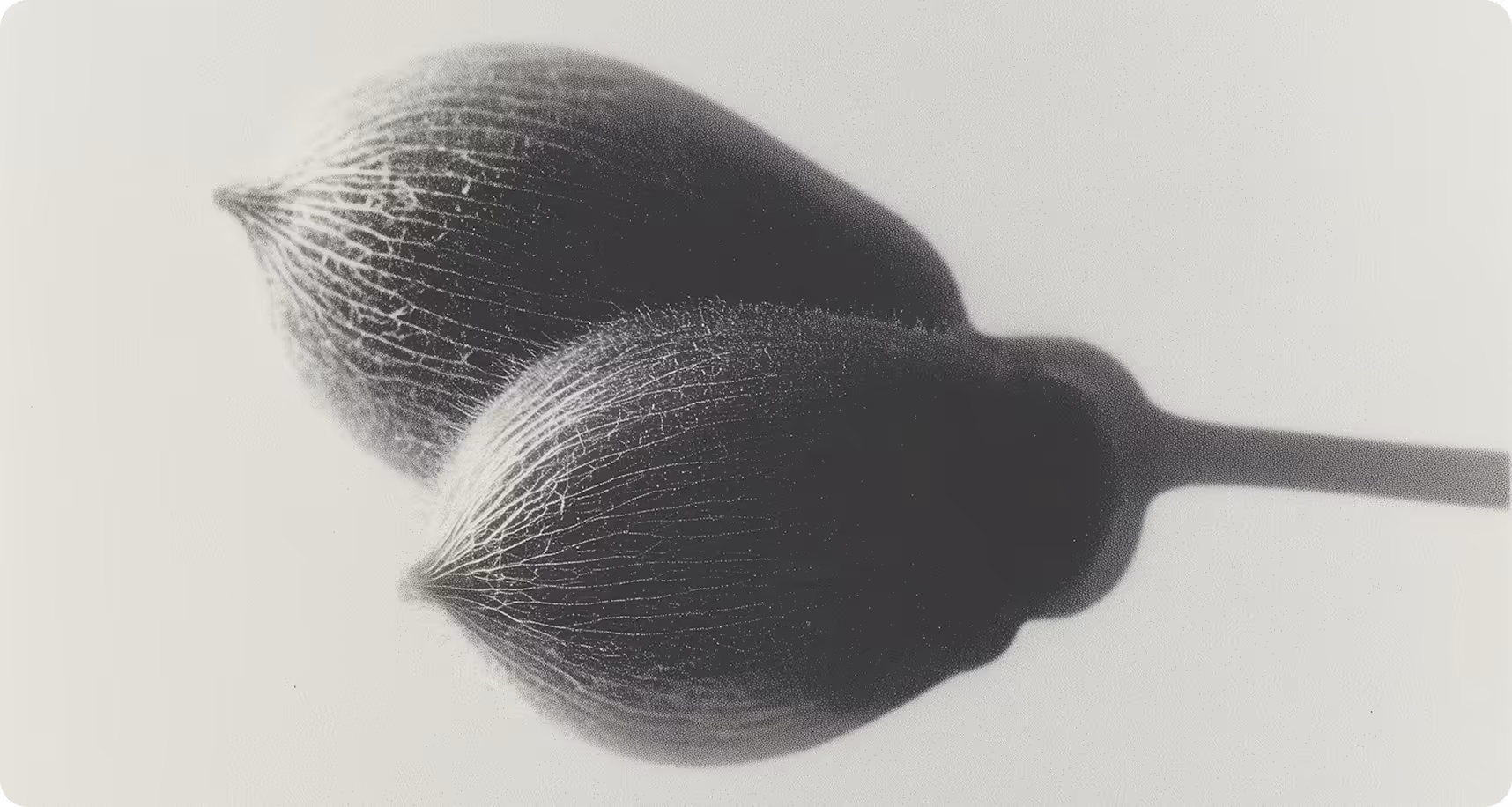 Close-up black and white photo of two seed pods with visible vein patterns on a light background.