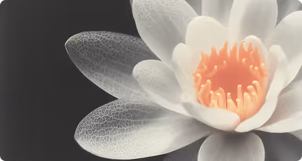 Close-up of a white lotus flower with an orange center on a dark background.