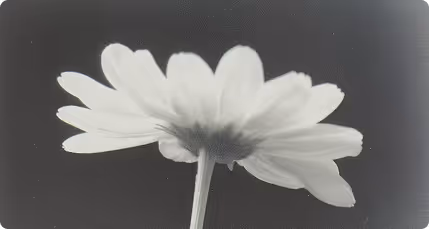 Close-up of a white daisy flower with a dark blurred background.