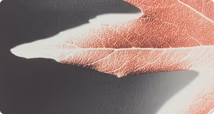 Close-up of a delicate leaf with pinkish veins against a dark background.