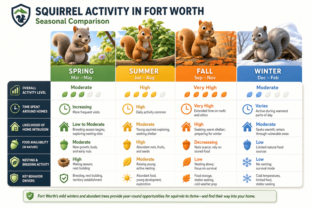 Why Fort Worth Homes Attract Squirrels