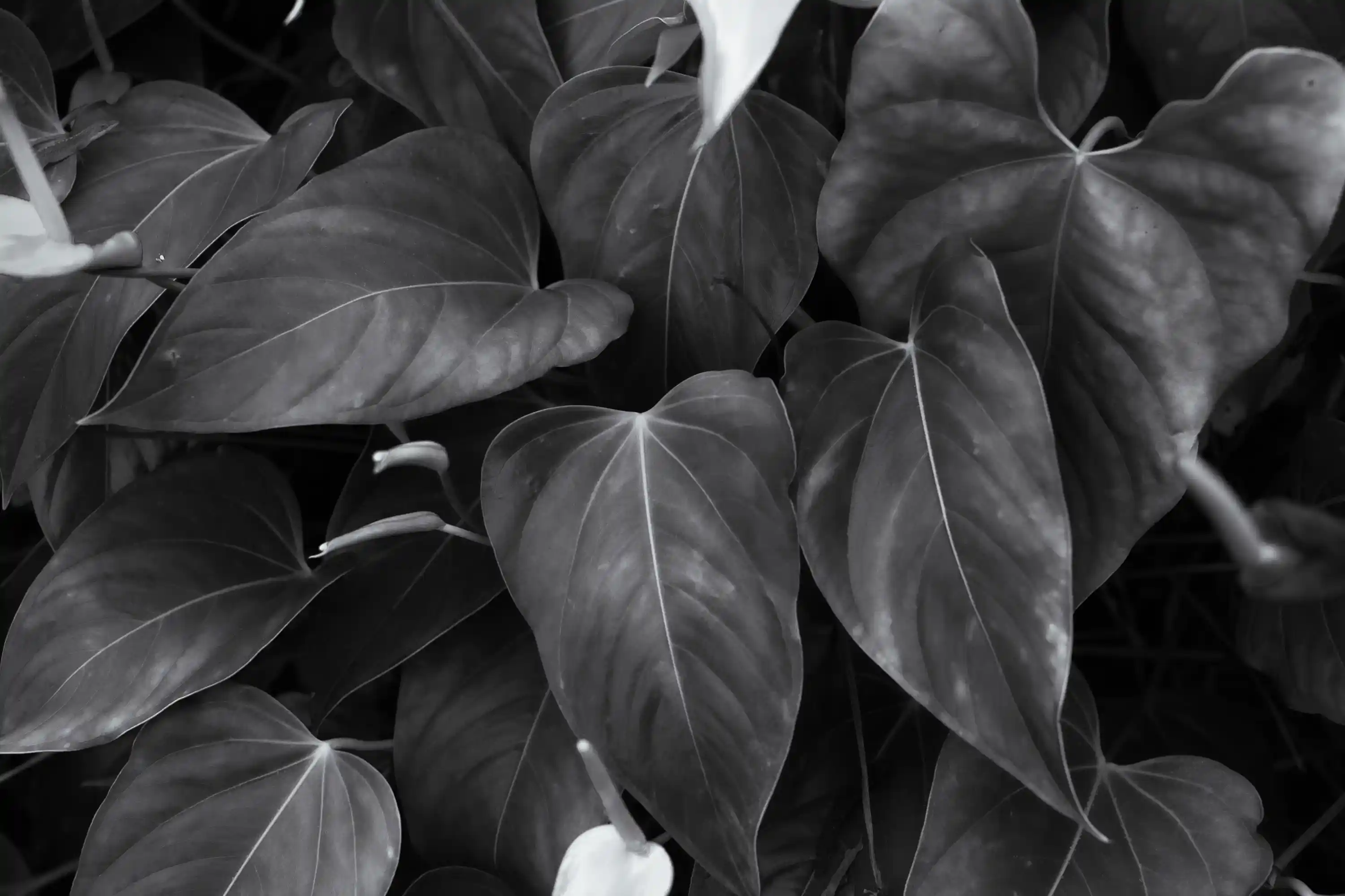 Black and White photo of anthurium leaves