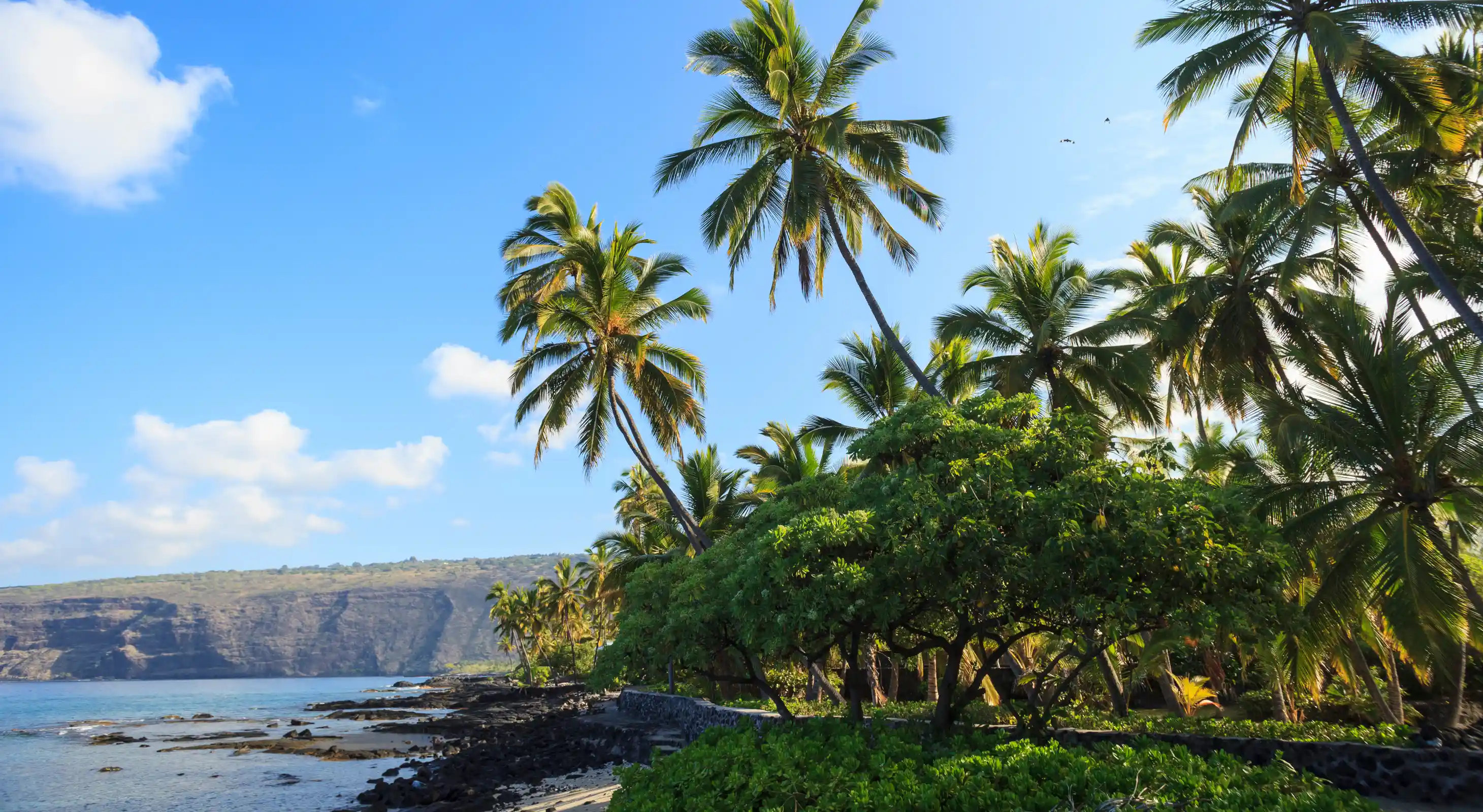South kona beach with coconut trees
