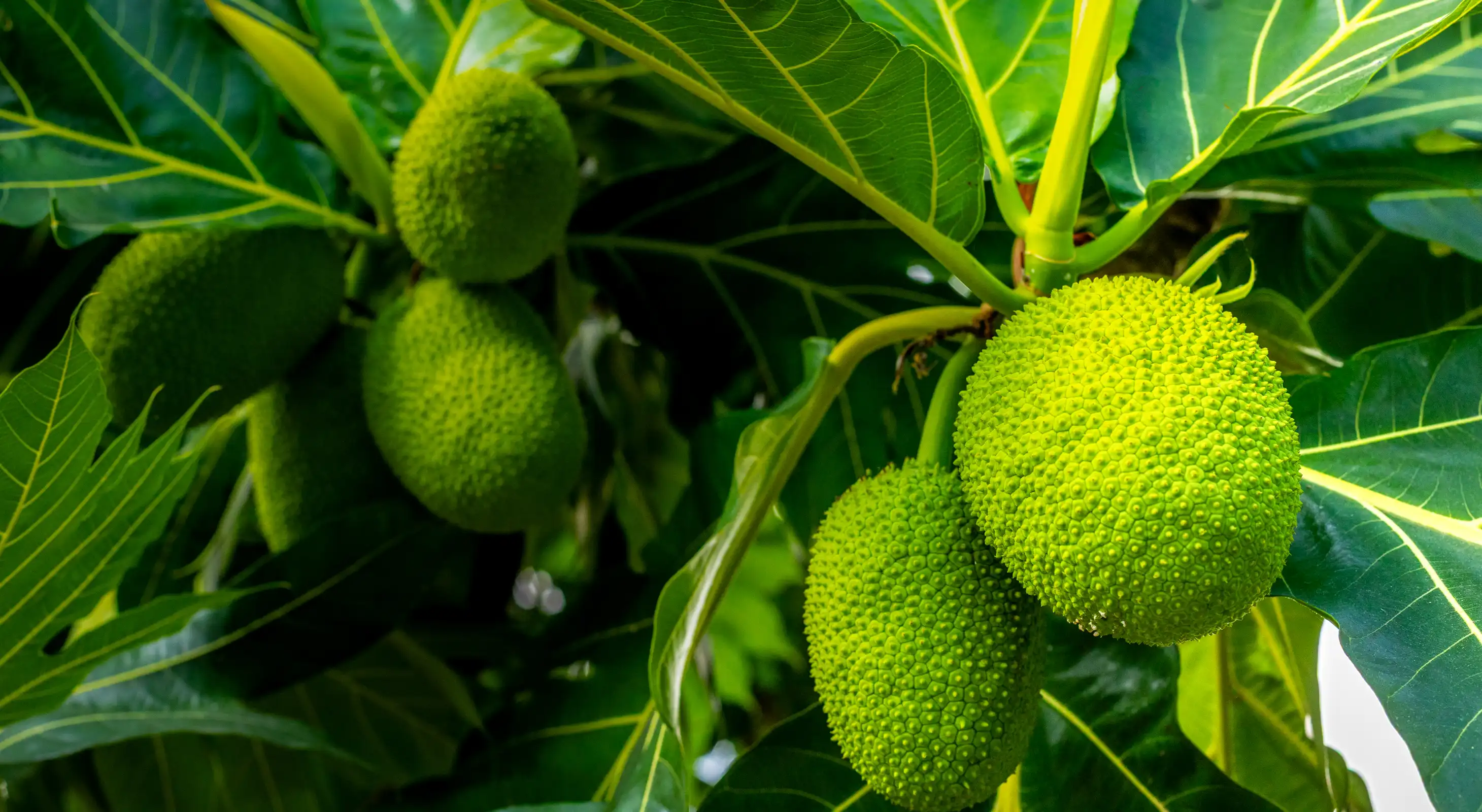 Ulu plant closeup