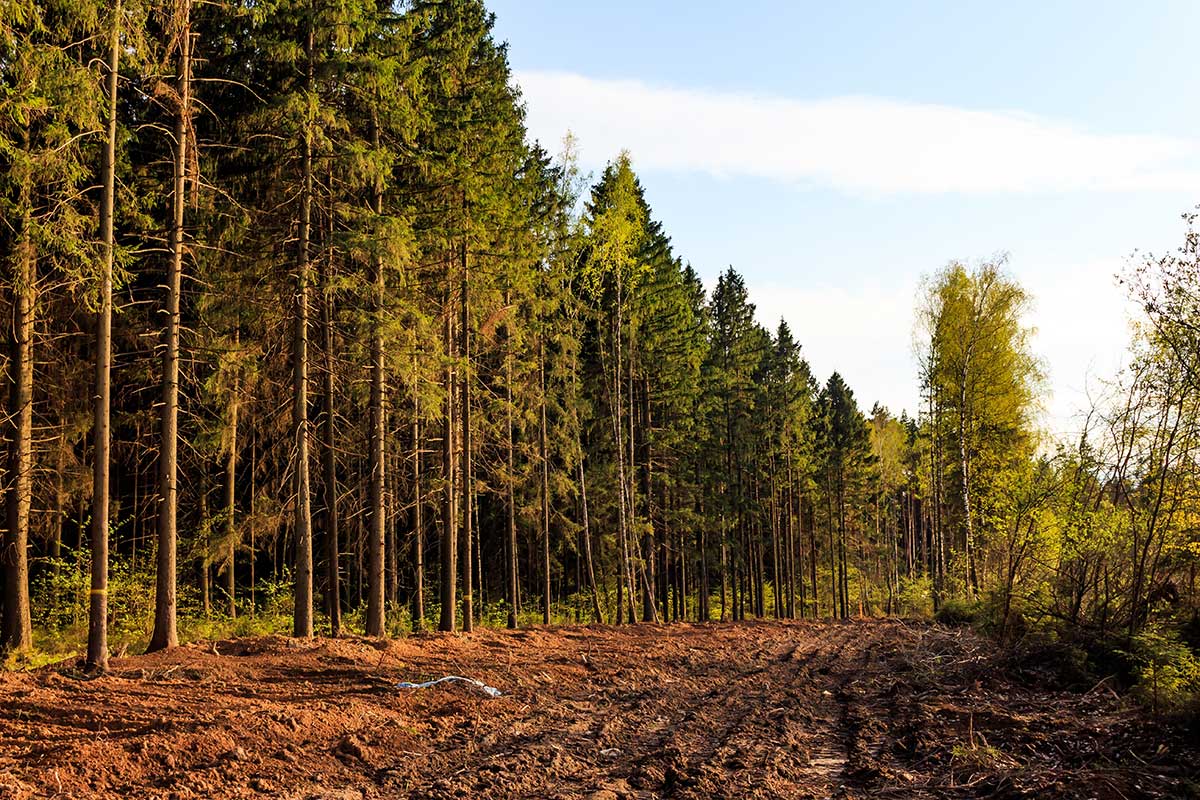 Land clearing