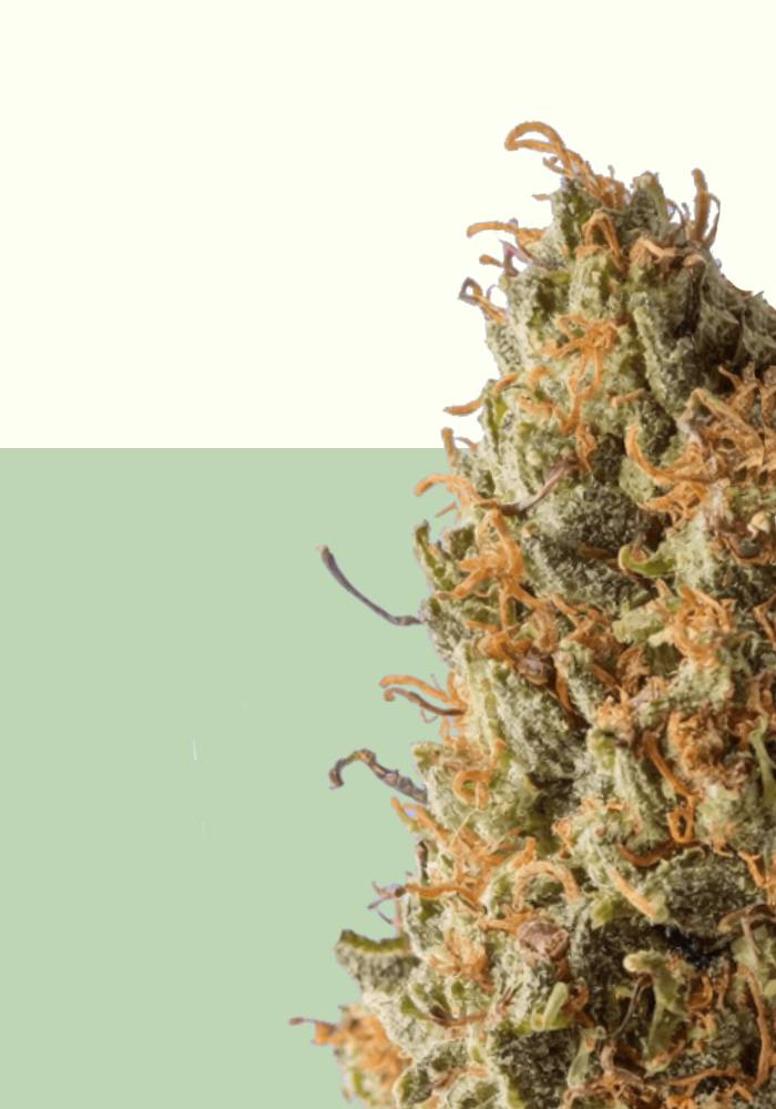 Premium New Mexico cannabis flower