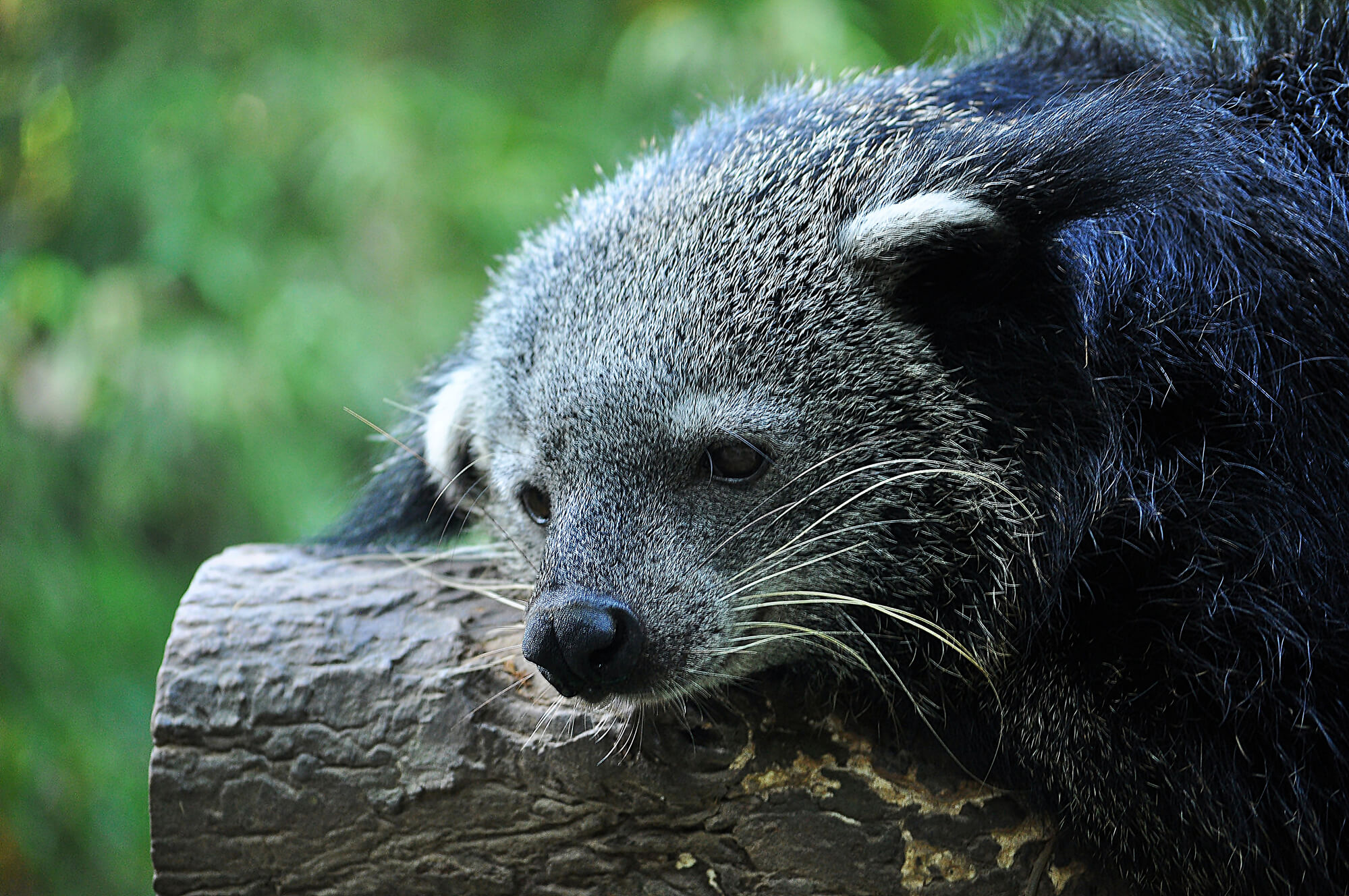  a wild civet