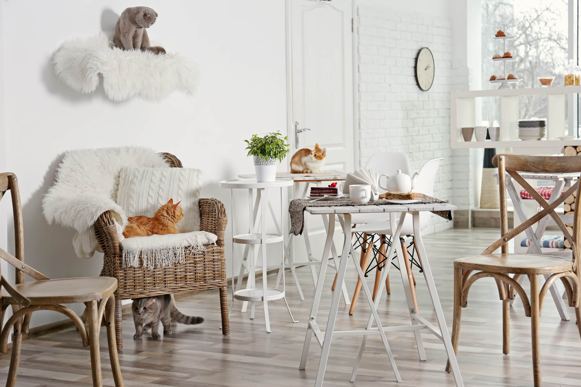 a cat cafe