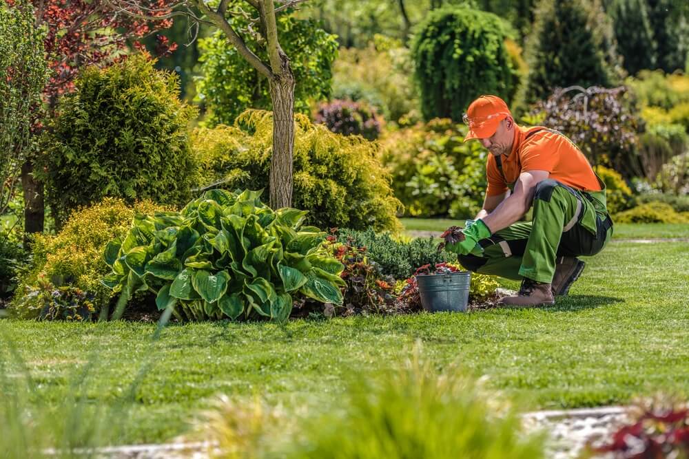Marketer optimizing landscaping company for SEO to boost visibility in search results.