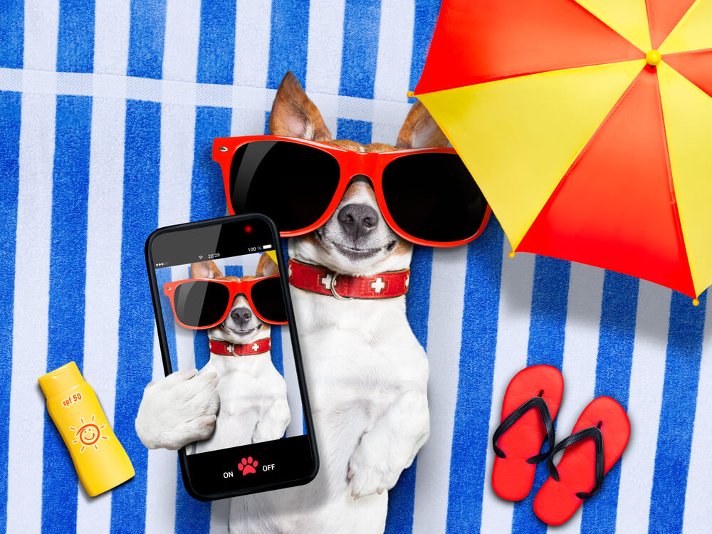 dog taking a selfie for a summer collection product launch of a Florida internet marketing company