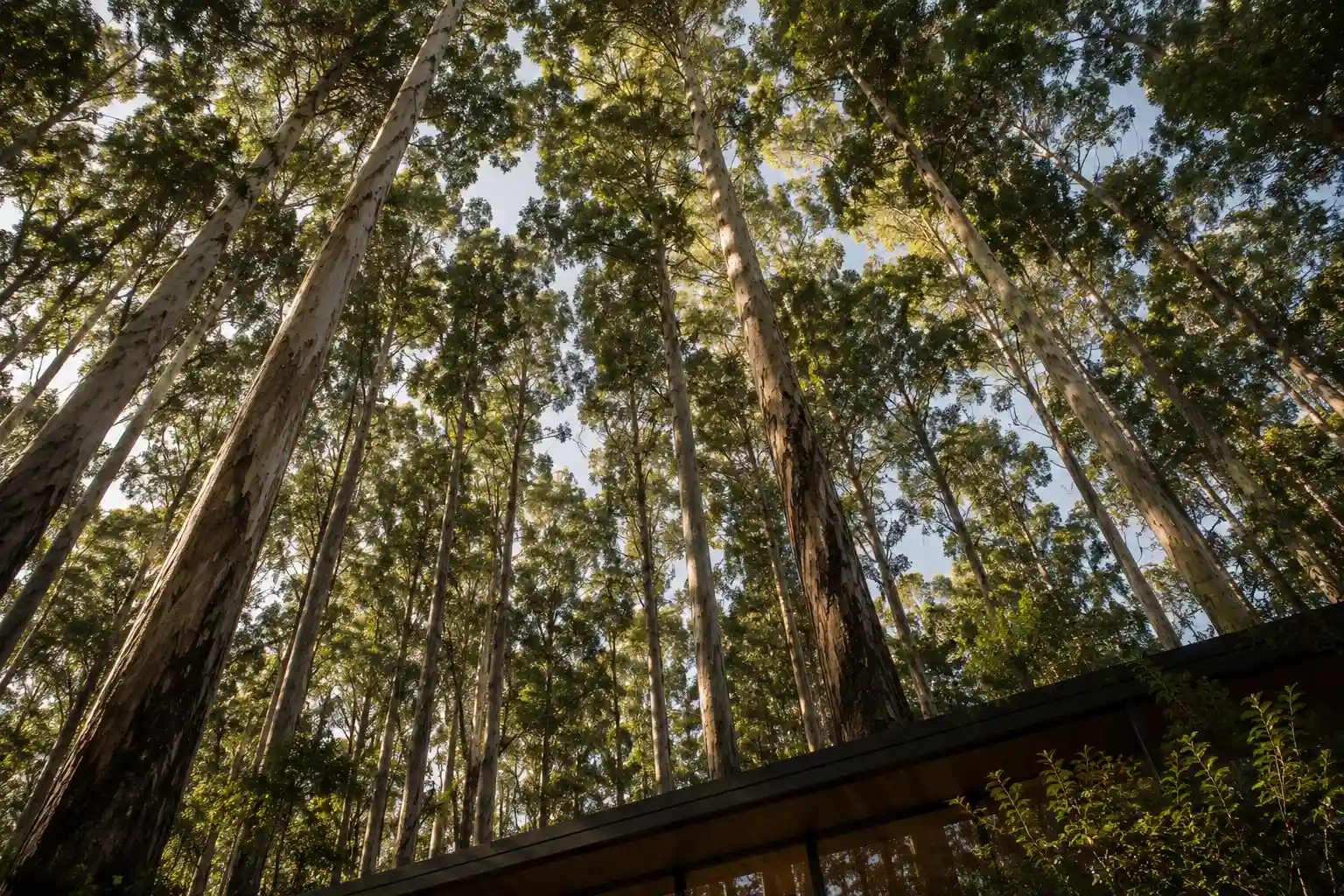 view of the tree canopy from the house deck