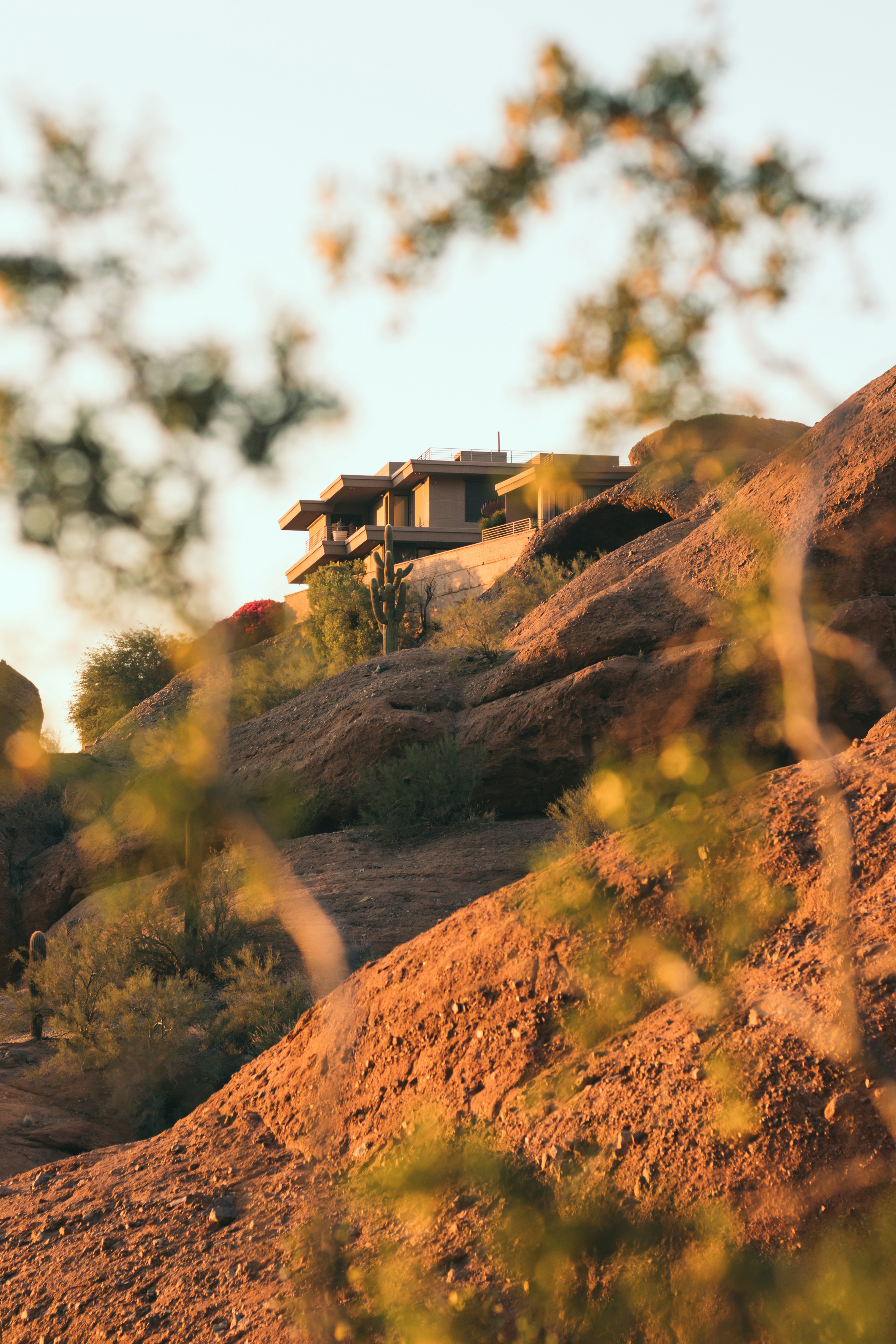 Modern house on rocky desert hillside with cactus and blurred branches in foreground.