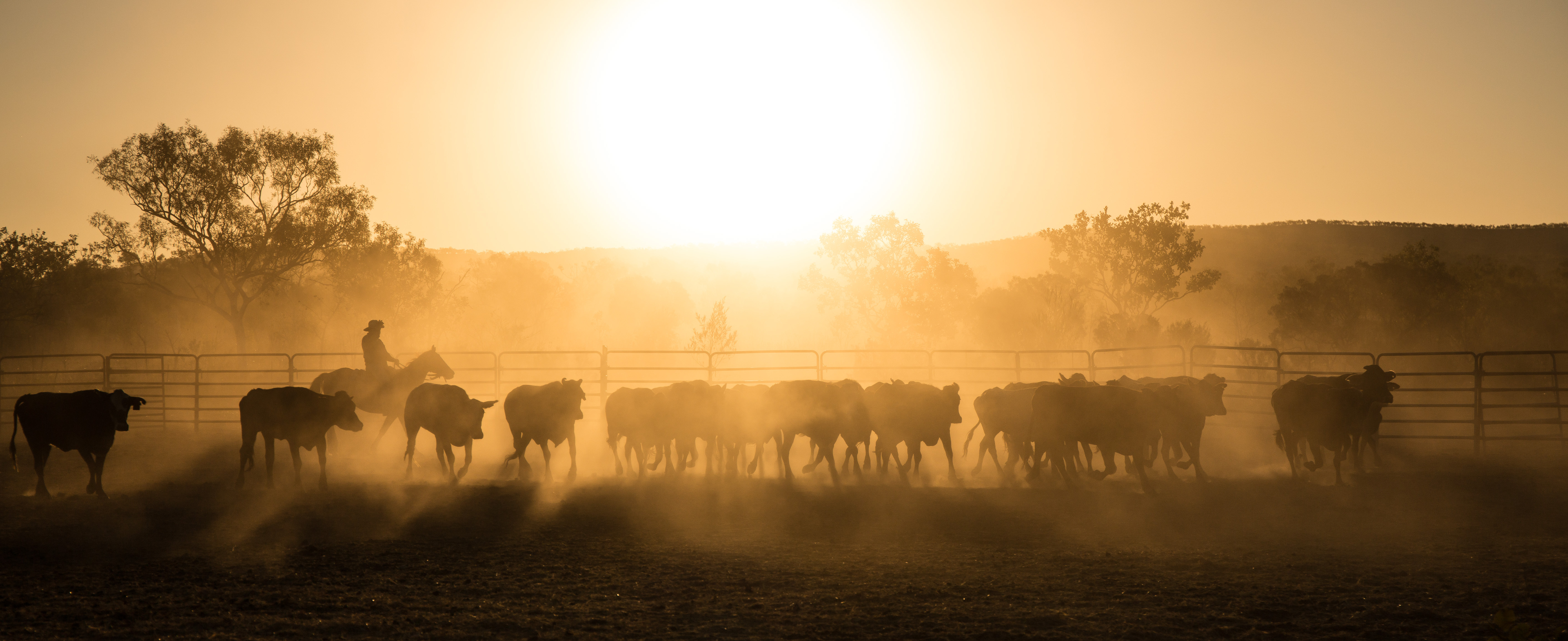 Four generational cattle families behind the Iona Project