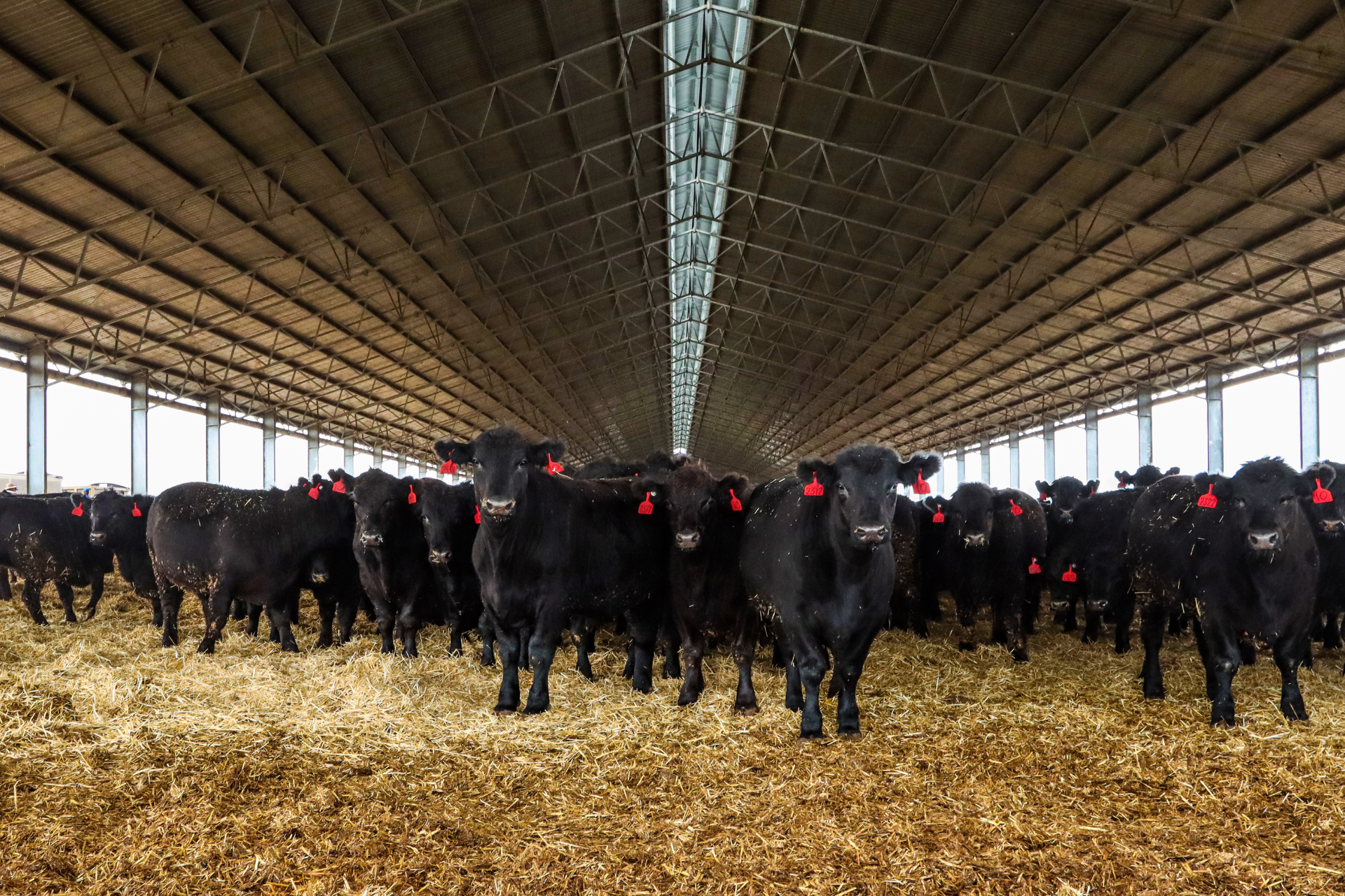 Aerial view of a cattle feedlot